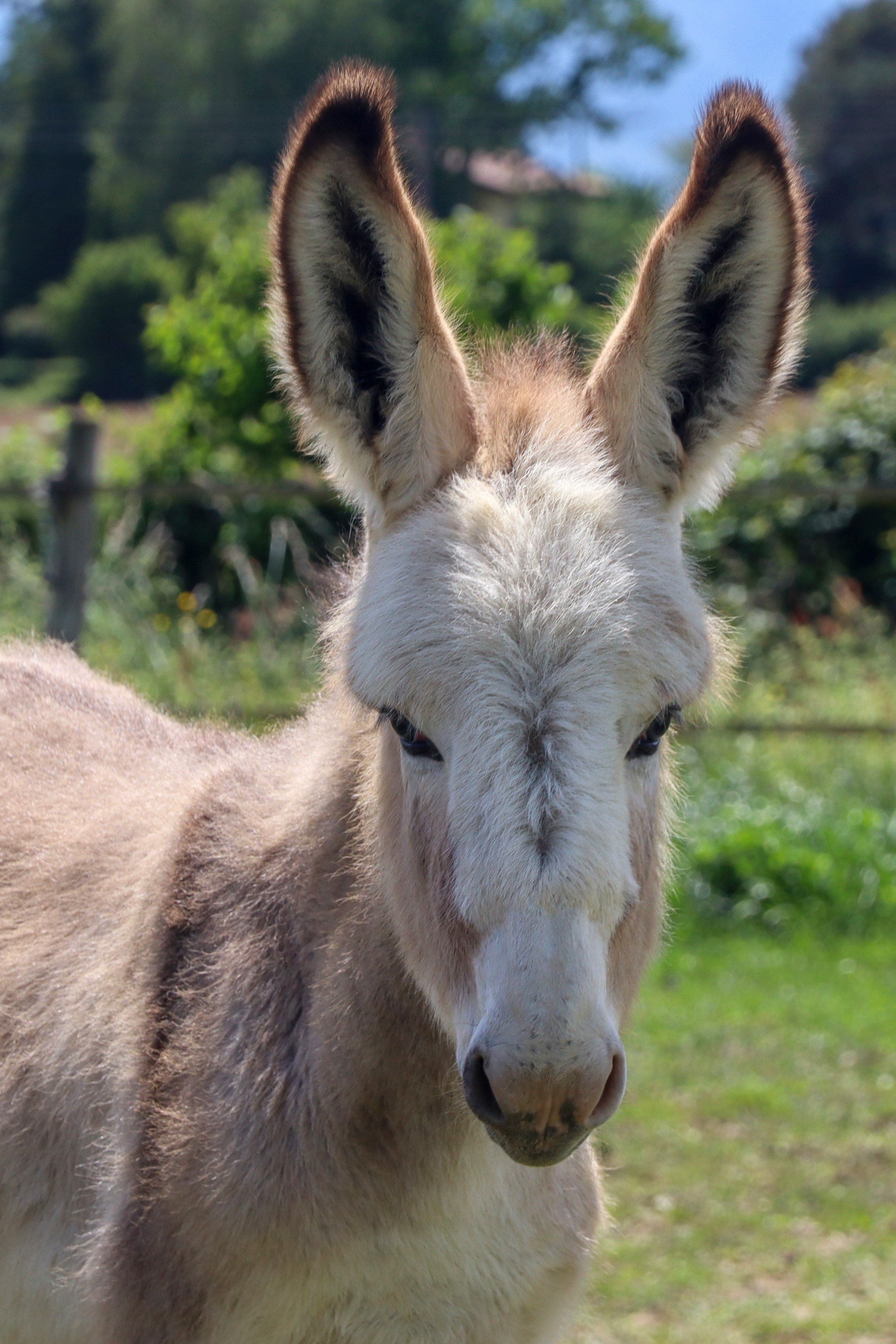 x Anesse Catalane (Gregoria) - Odin d'Oz