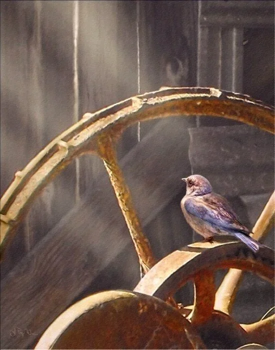 Bluebird at Barn 