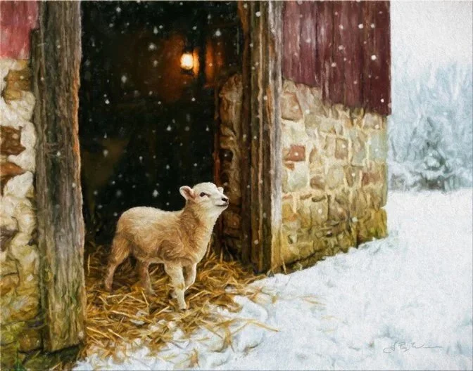Lamb In Snow