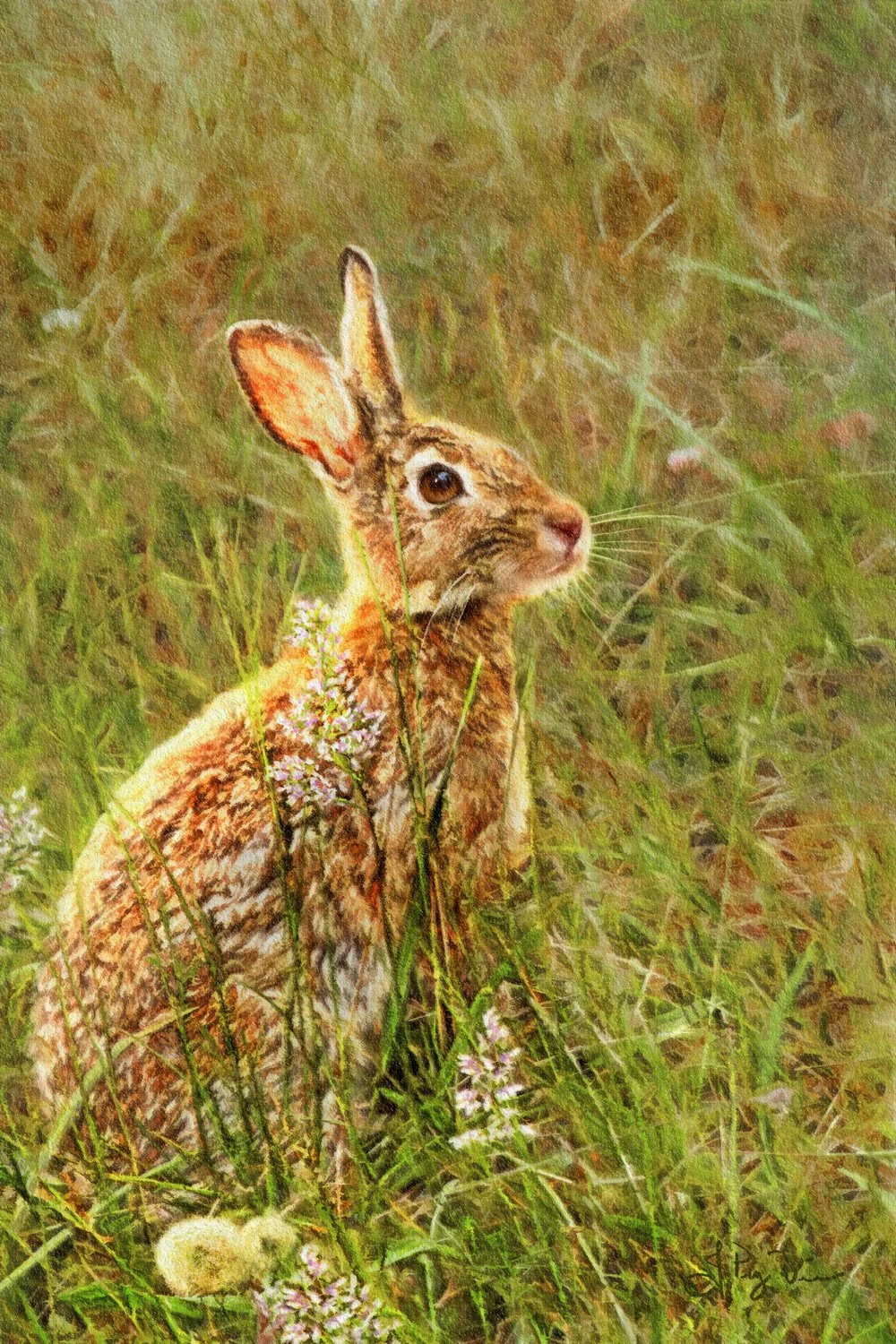 JPuzWilson-OrcasIslandHare_JuliePuzWilson_FineArtPrint_WEB.jpg