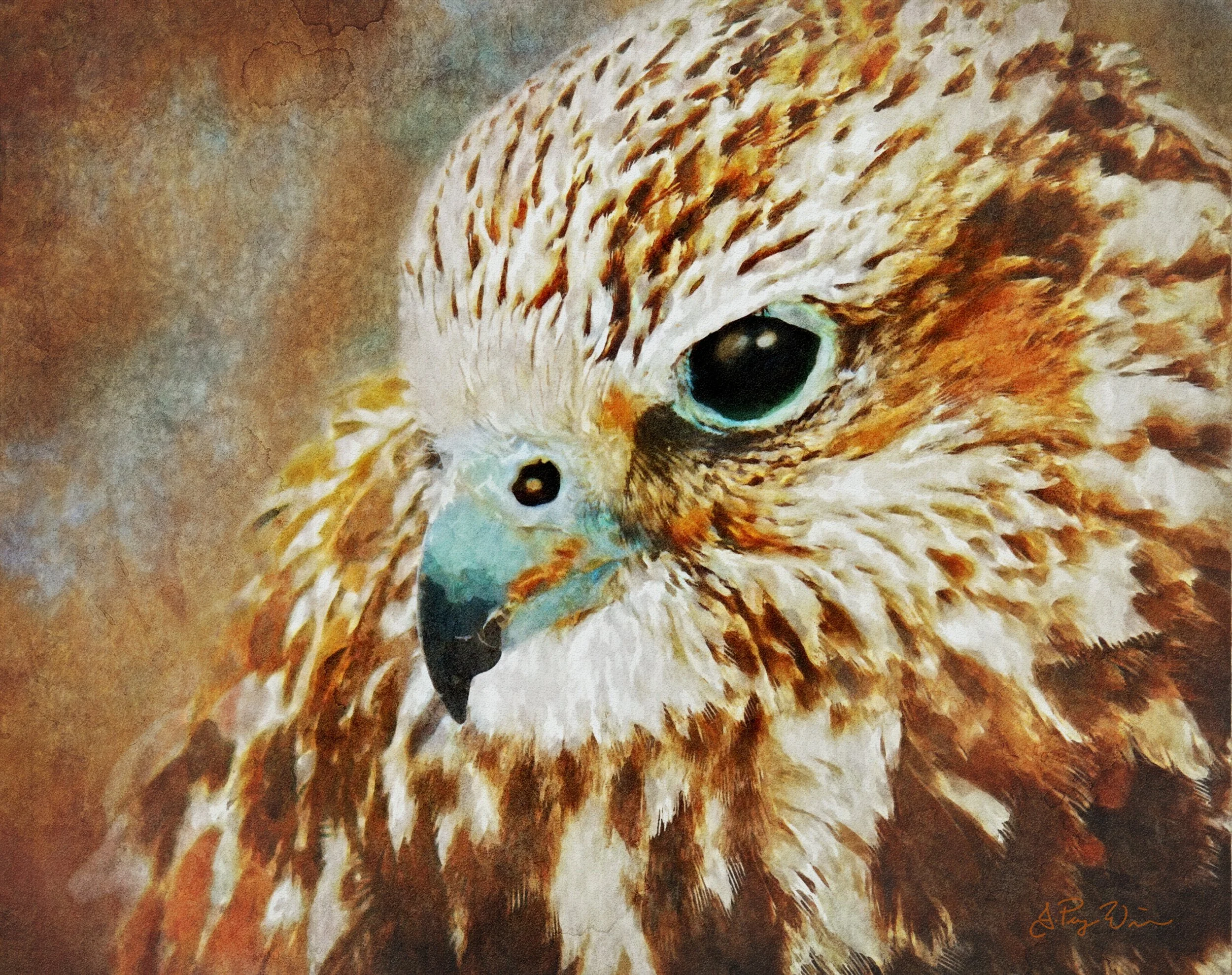 YoungHawkPortrait_JuliePuzWilson_FineArtPrint.jpg