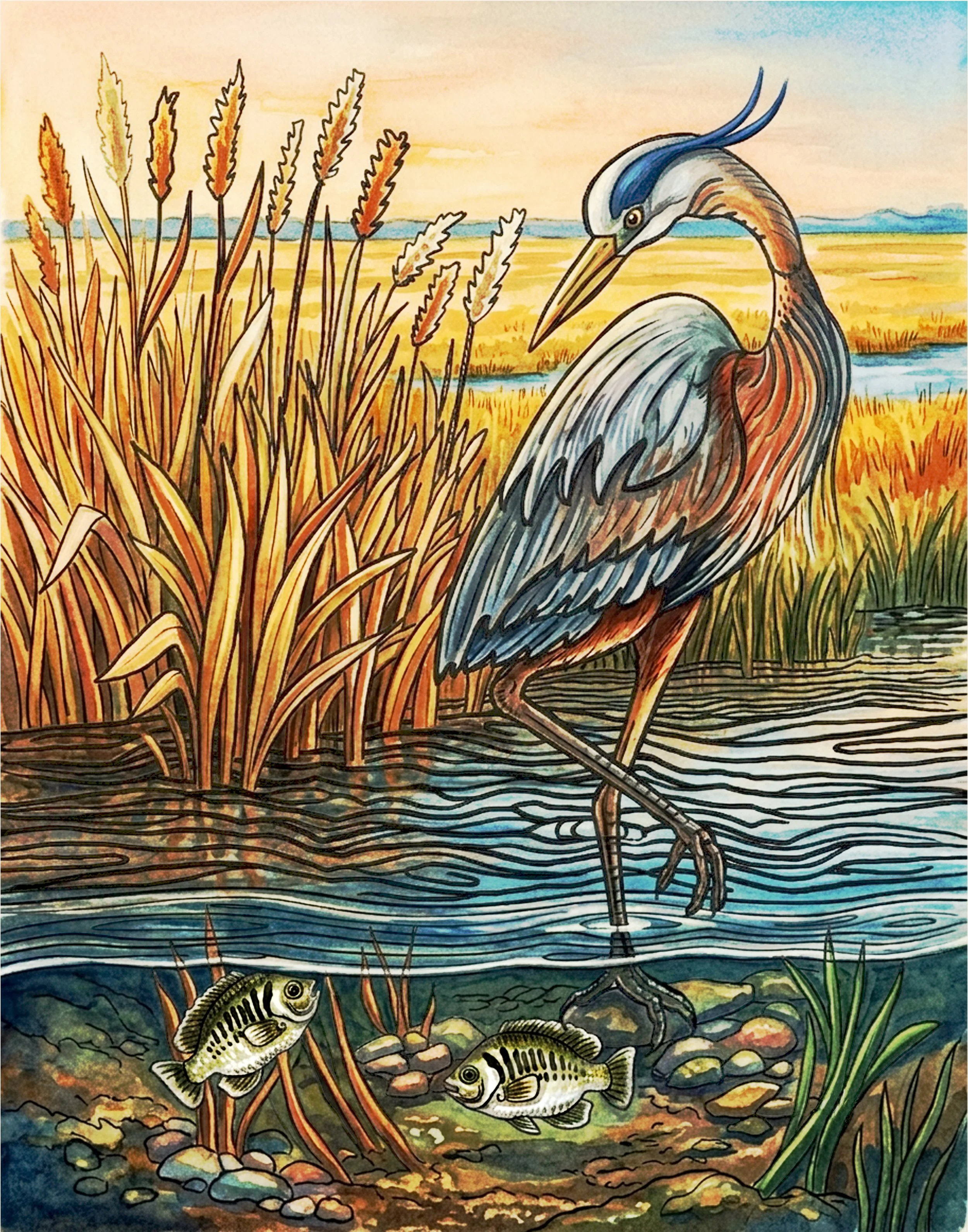 Vibrantly colored illustration of a heron standing in the water of a marsh, with tall grasses and two fish swimming in the water nearby art print
