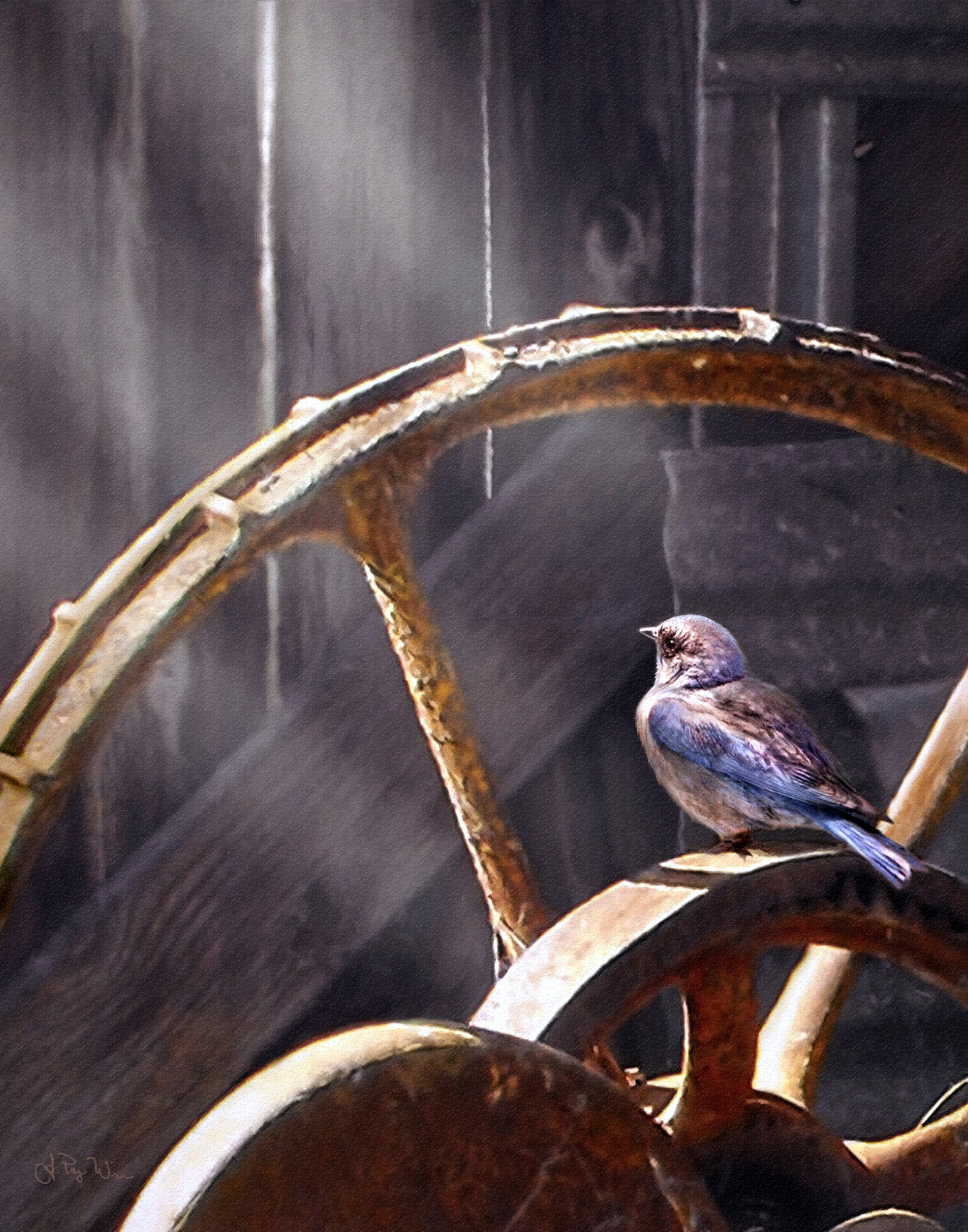Bluebird perched on old rusted farm equipment inside a dimly lit barn with sun rays filtering through wall planks