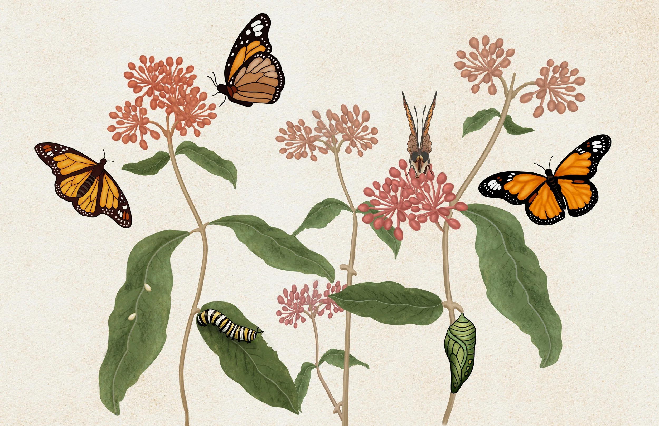 Illustration of Monarch butterflies, a caterpillar, and chrysalises on a milkweed plant with pink flowers and green leaves art print.