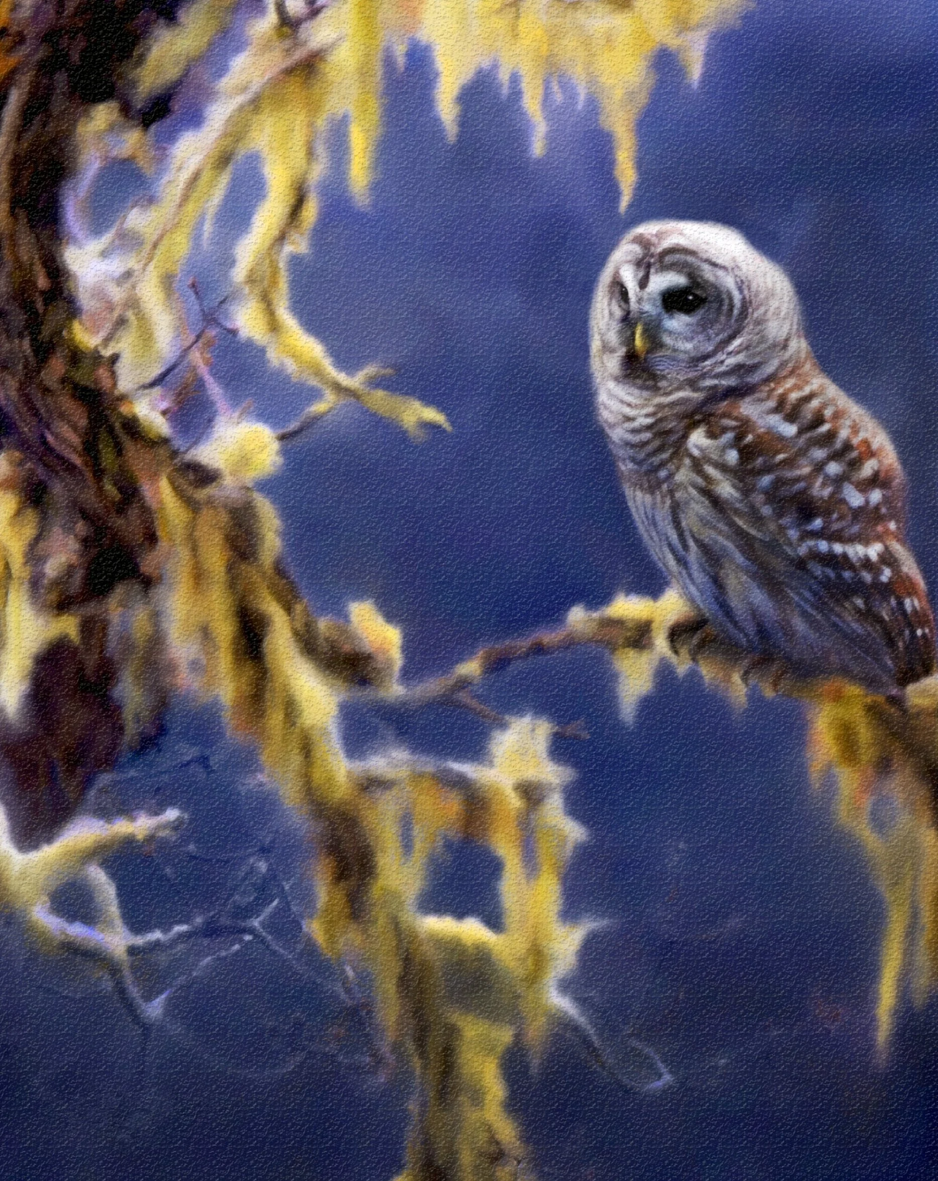 Barred Owl perched on a mossy branch under the glow of the moon