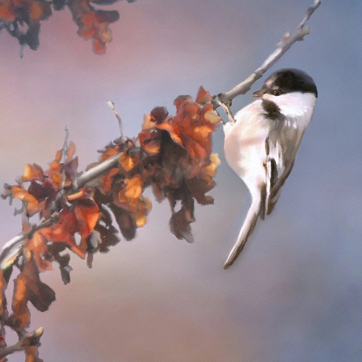 Chickadee Sunset