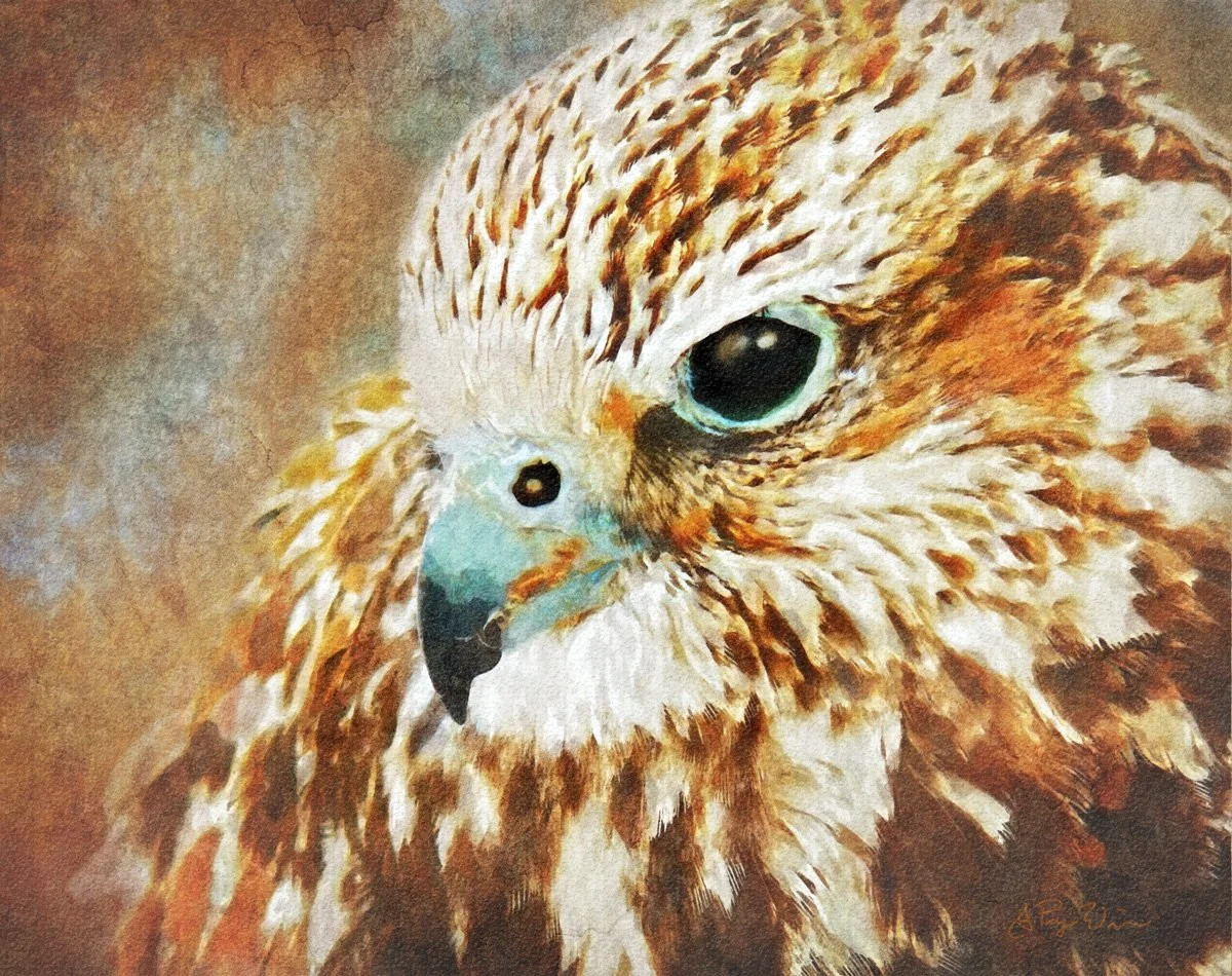 Rustic fine art print of a hawk portrait with vivid colors and textures