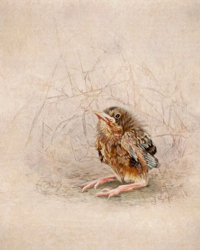 Fledgling-Bird-by-JPuzWilson-WM.jpg