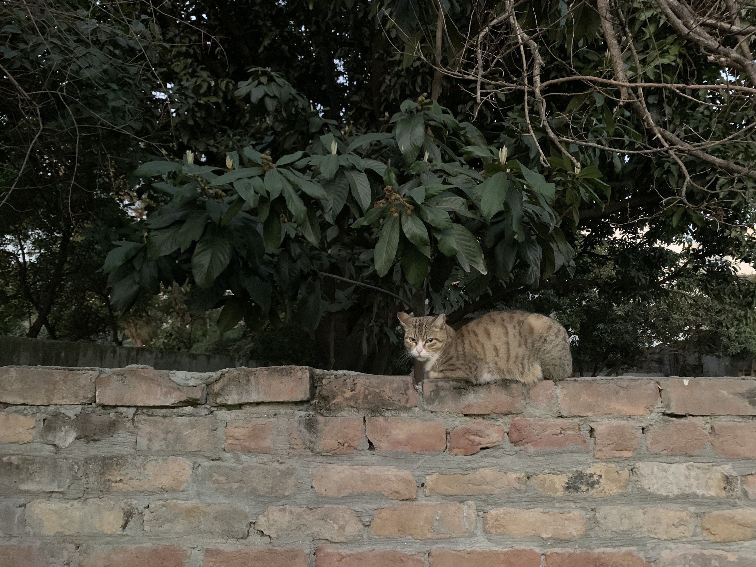 IMG_1768.jpeg