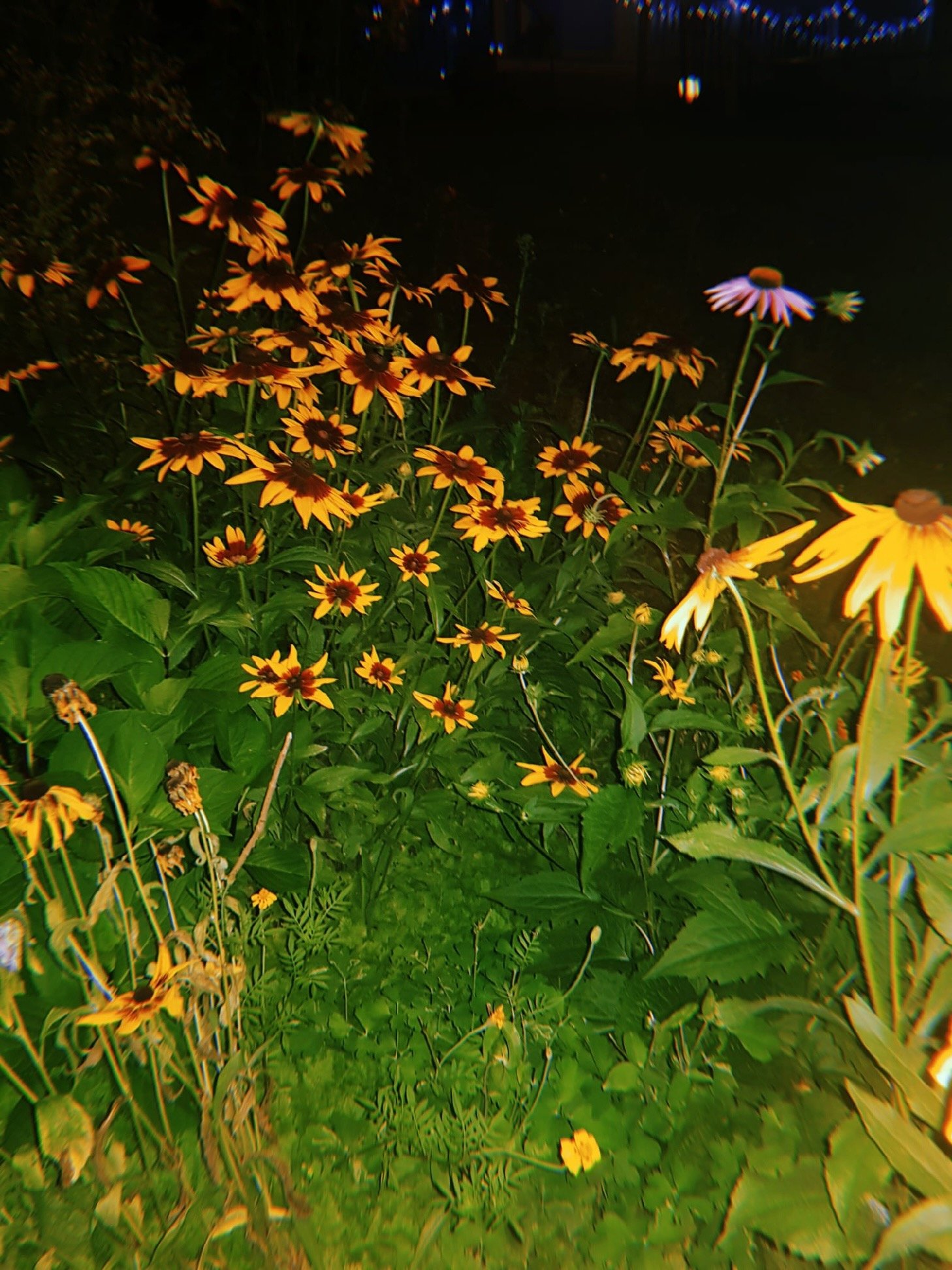 IMG_0884.jpeg