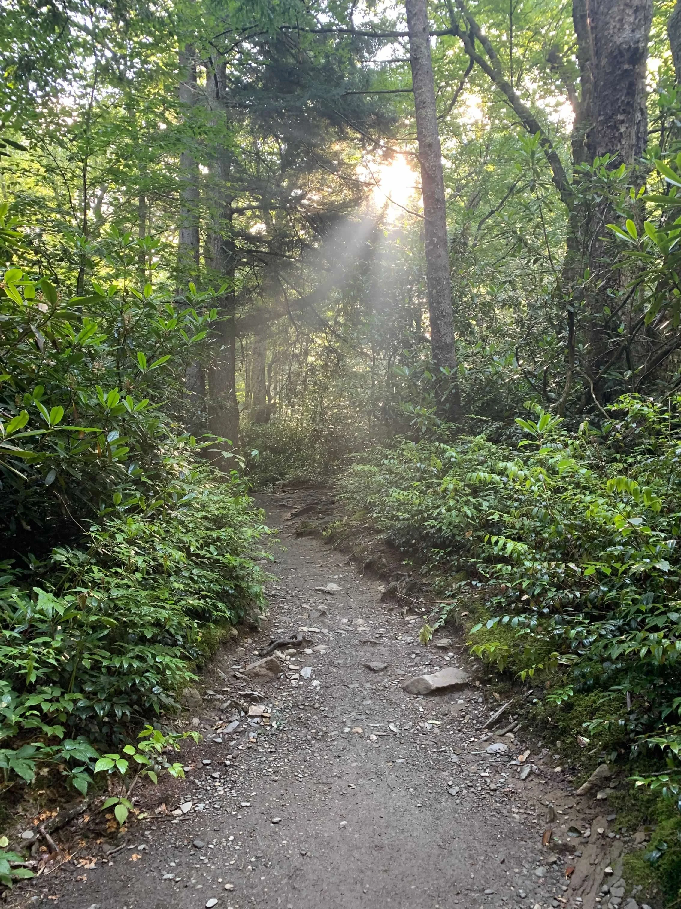 A dirt trail surrounded by green bushes and tall trees in a forest, with sunlight filtering through the leaves.