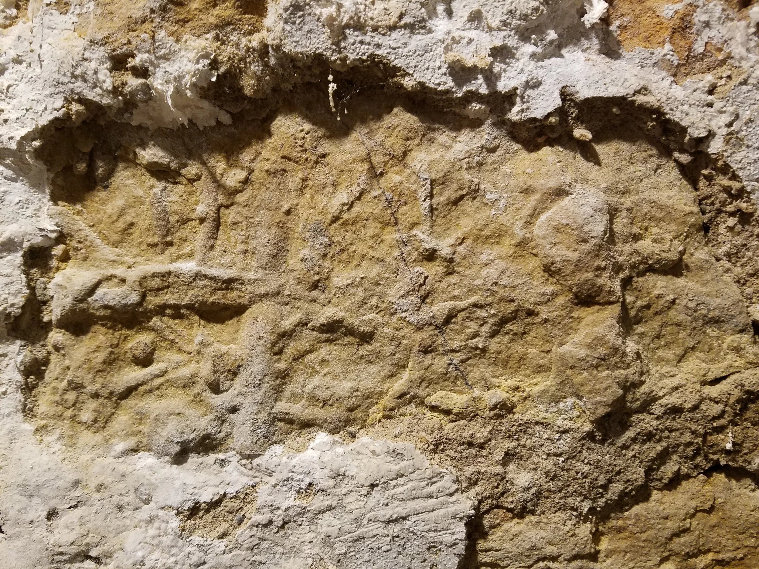 South Central Wisconsin Fossiliferous Limestone