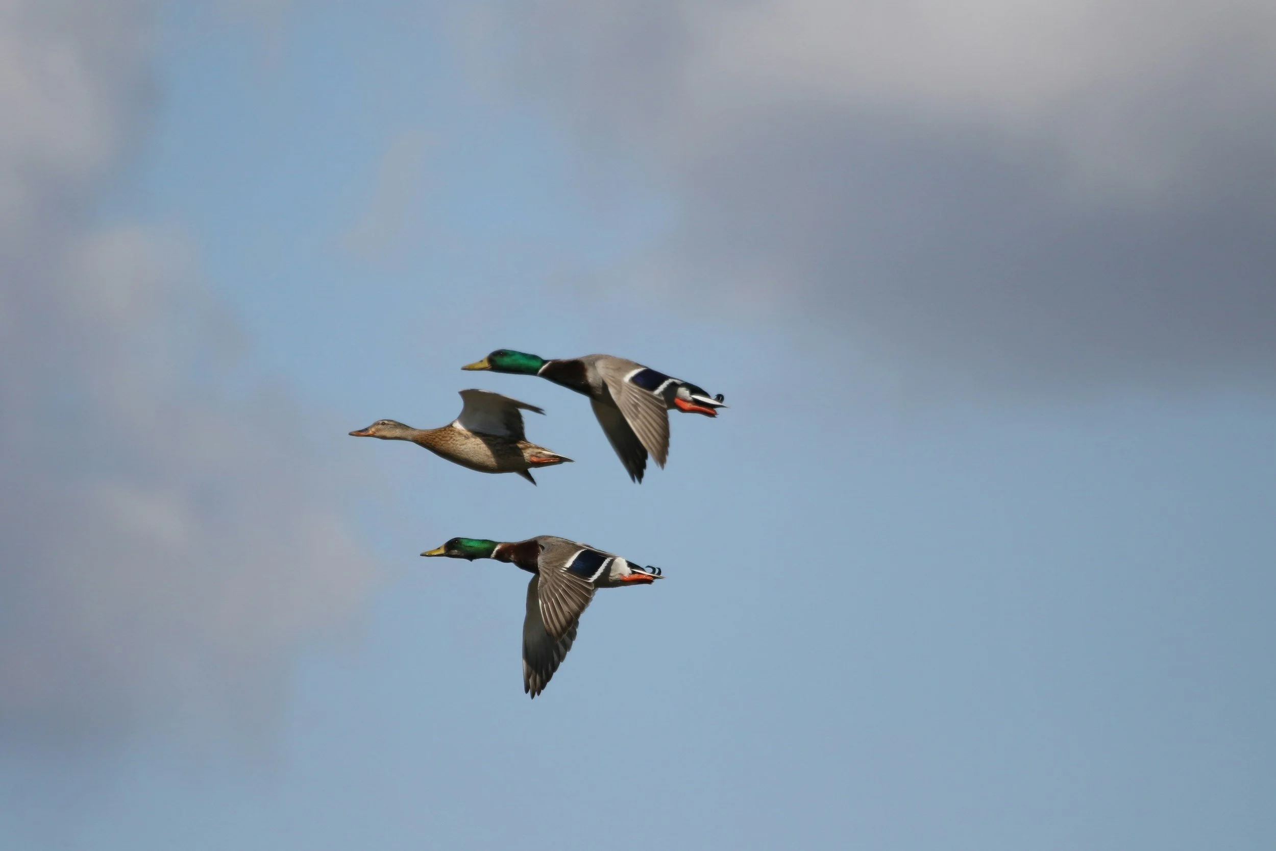 Three ducks flying in the sky against a background of blue and gray clouds.