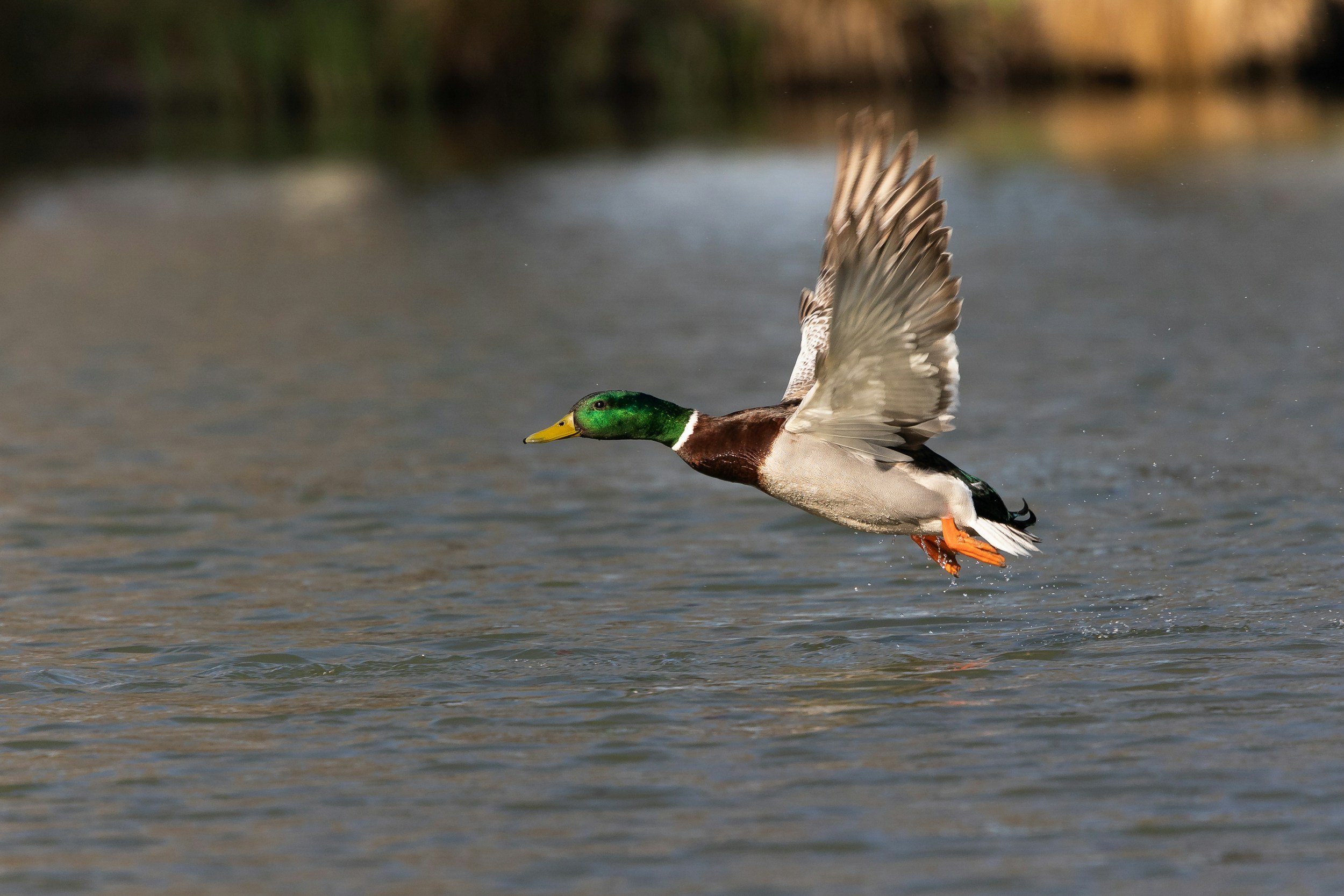 A male mallard duck with a vibrant green head and brown chest is flying low over a body of water, with its wings fully extended and legs trailing behind.