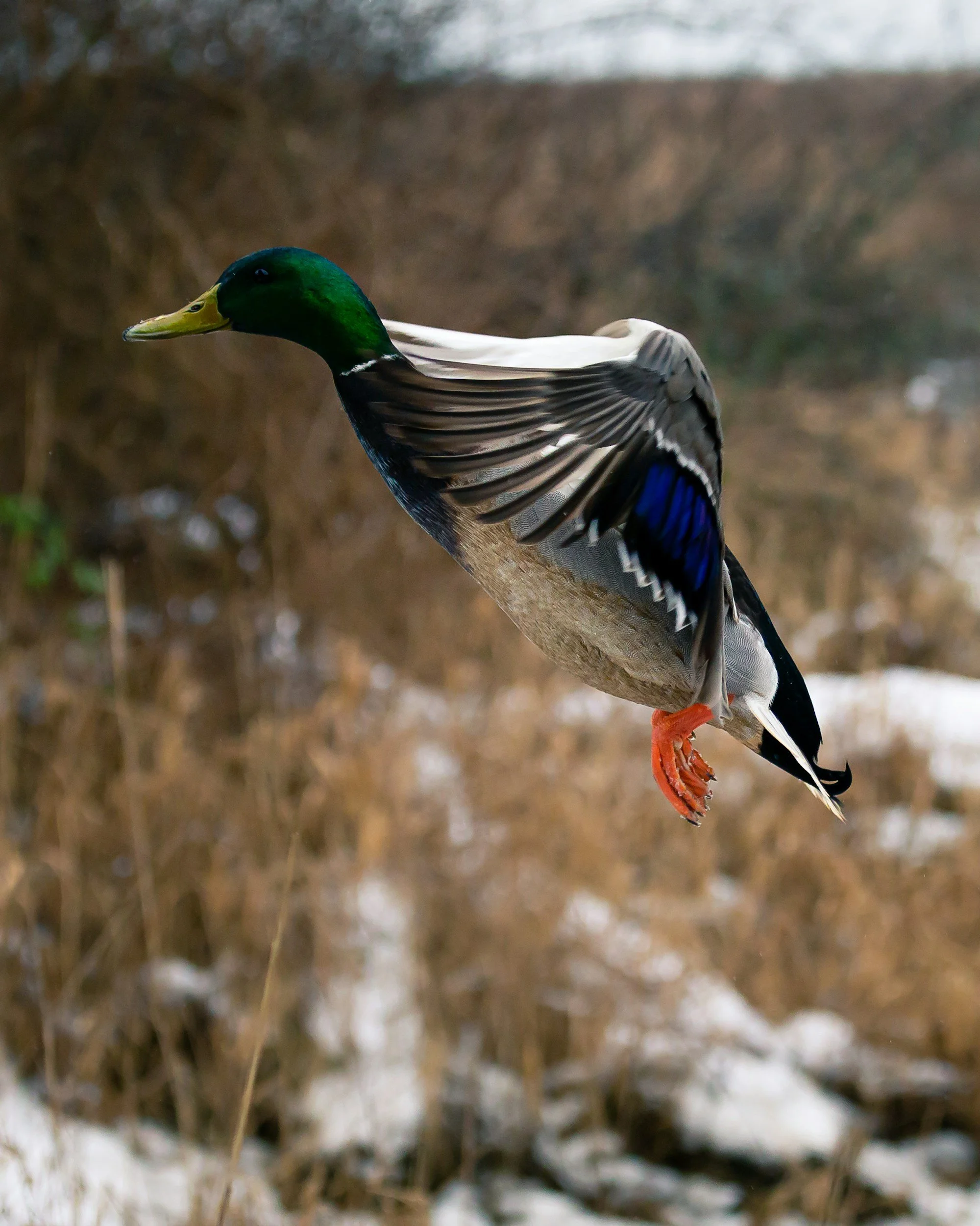 A mallard duck perched on a branch outdoors during winter, with blurred brown and snow-covered ground in the background.