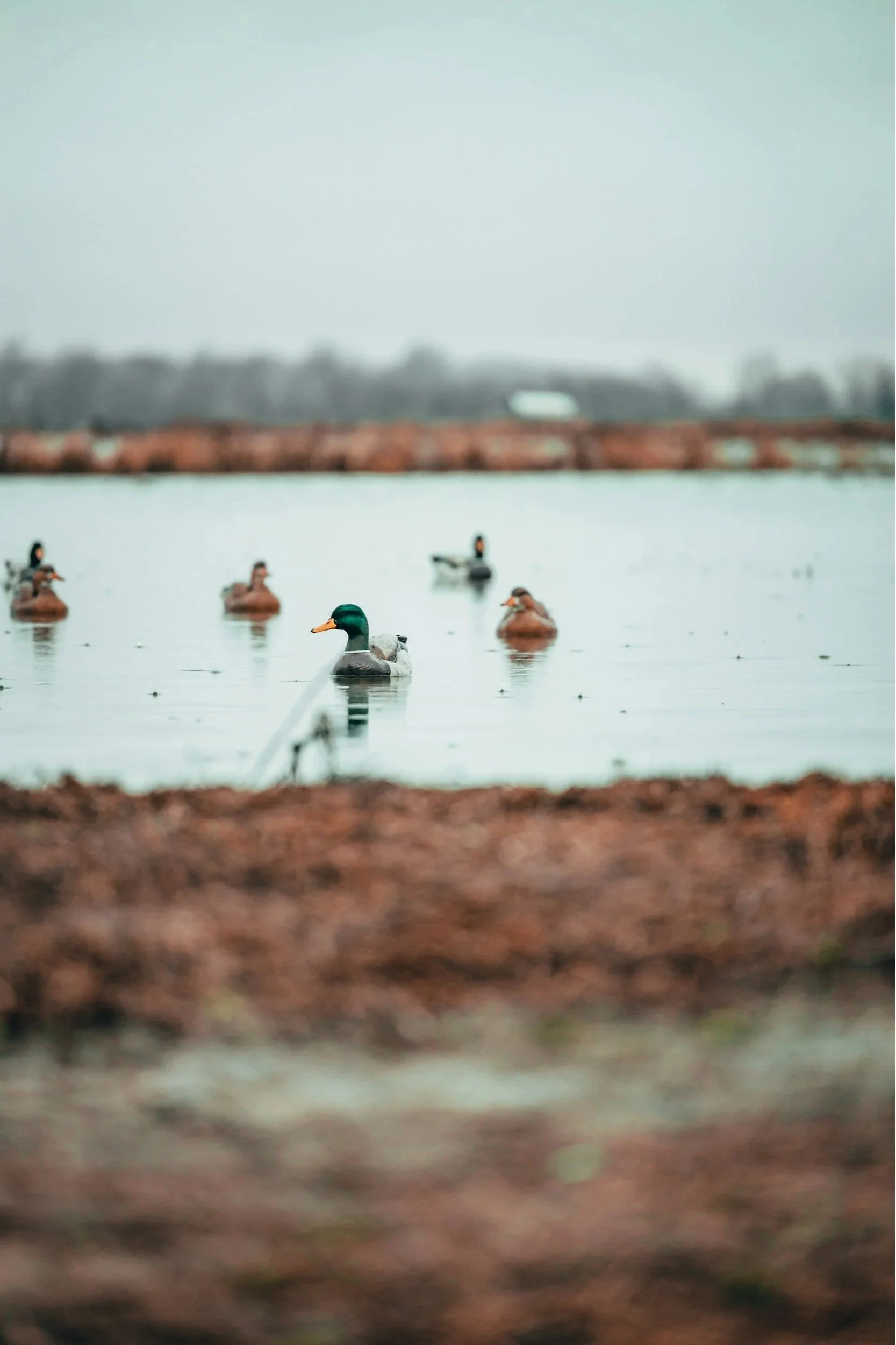 A group of ducks swimming on a body of water with a distant shoreline and trees in the background.
