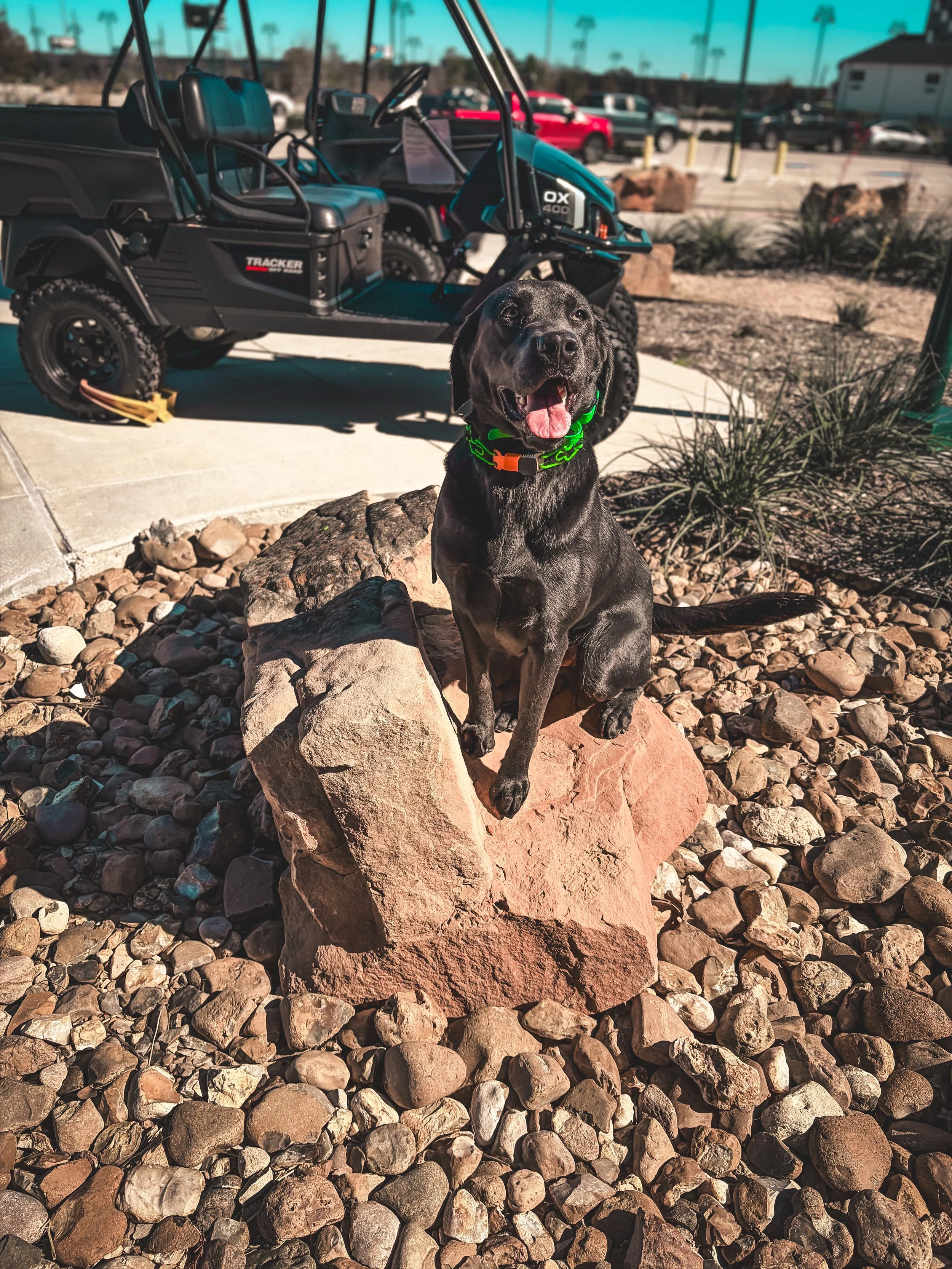 A black Labrador dog with a green collar sitting on a large rock surrounded by smaller rocks, in front of a black utility vehicle parked on a sidewalk, with a parking lot and palm trees in the background.