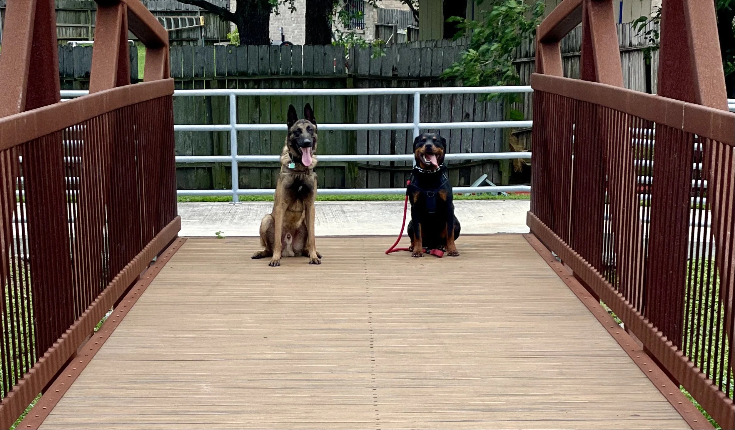 A Bernese Mountain Dog lying on the sidewalk in front of a wooden fence and a log cabin house with a gabled roof and a balcony, surrounded by greenery and a cloudy sky.