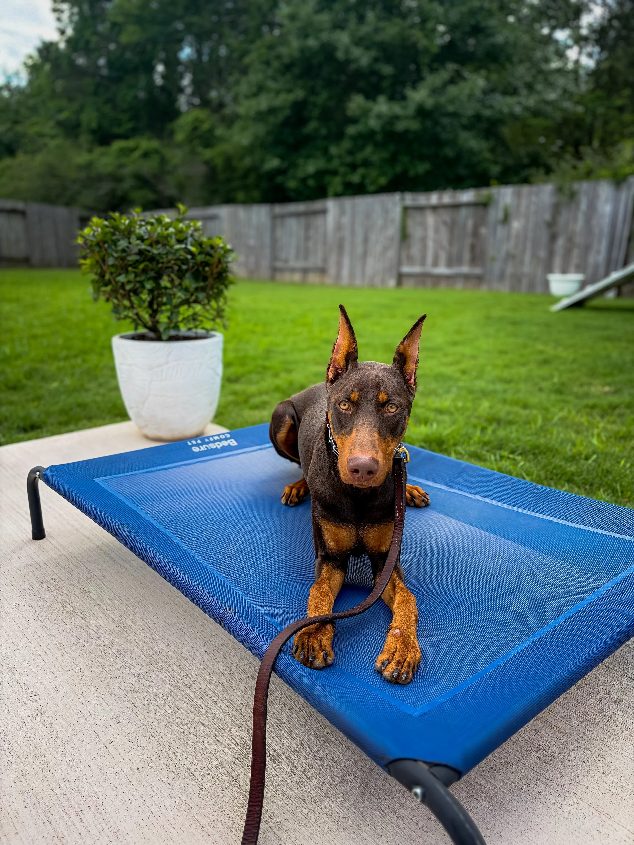A Doberman dog lying on a blue outdoor lounge chair in a backyard with a wooden fence and green trees in the background.
