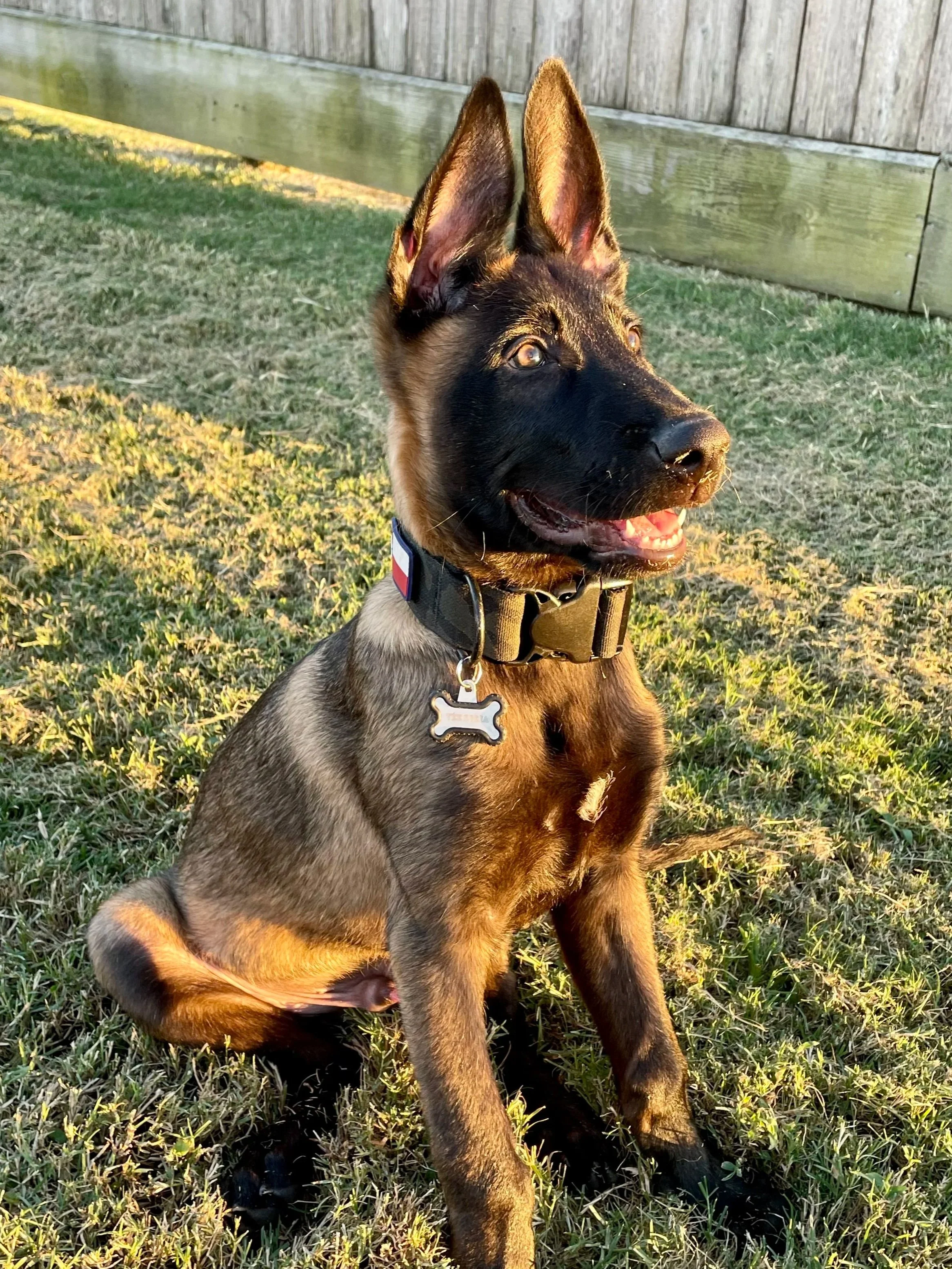 A cute golden retriever puppy lying on a surface outdoors with a blurred background of trees and fences.