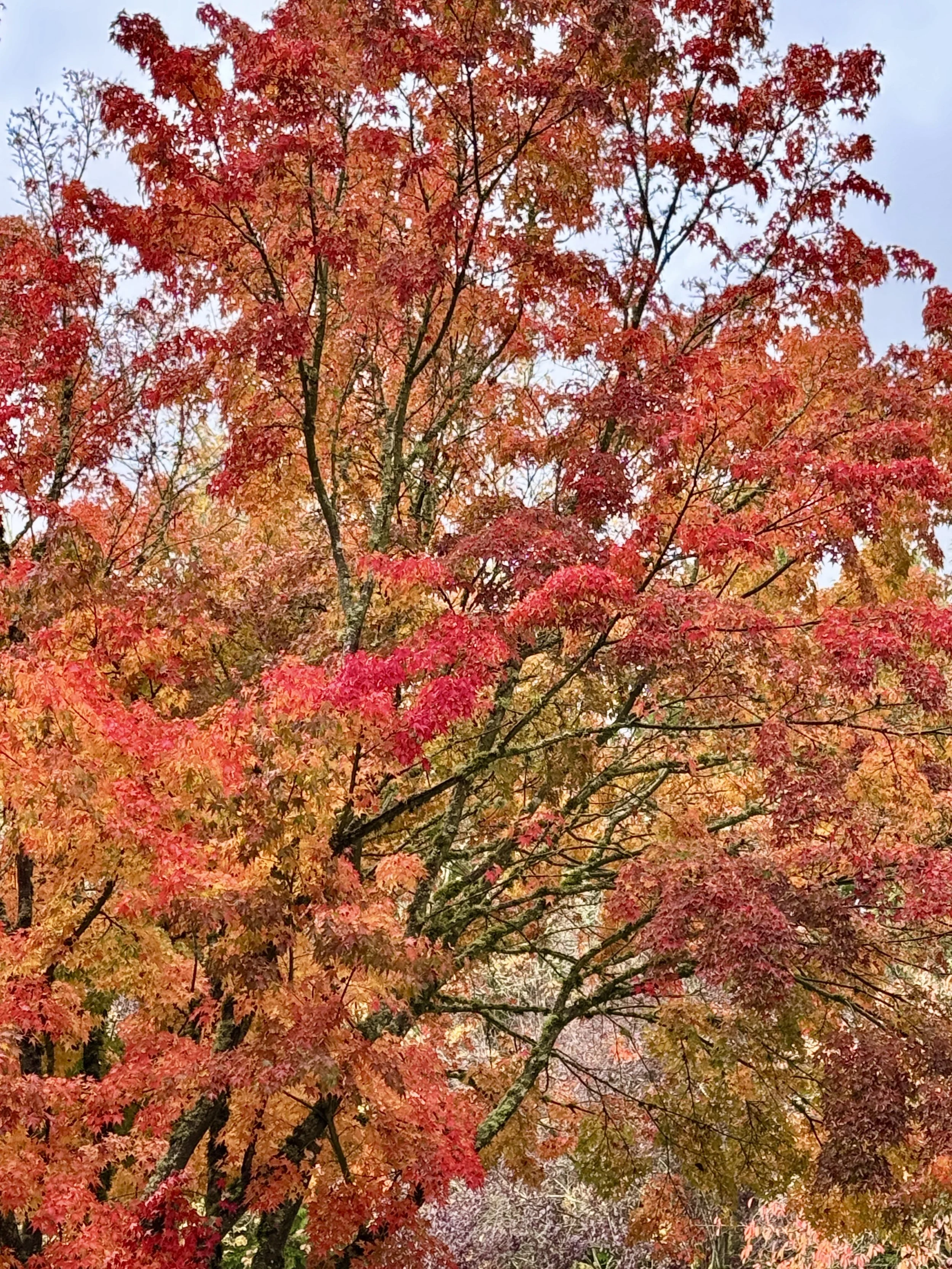 Brilliant red and orange autumn leaves against a blue sky