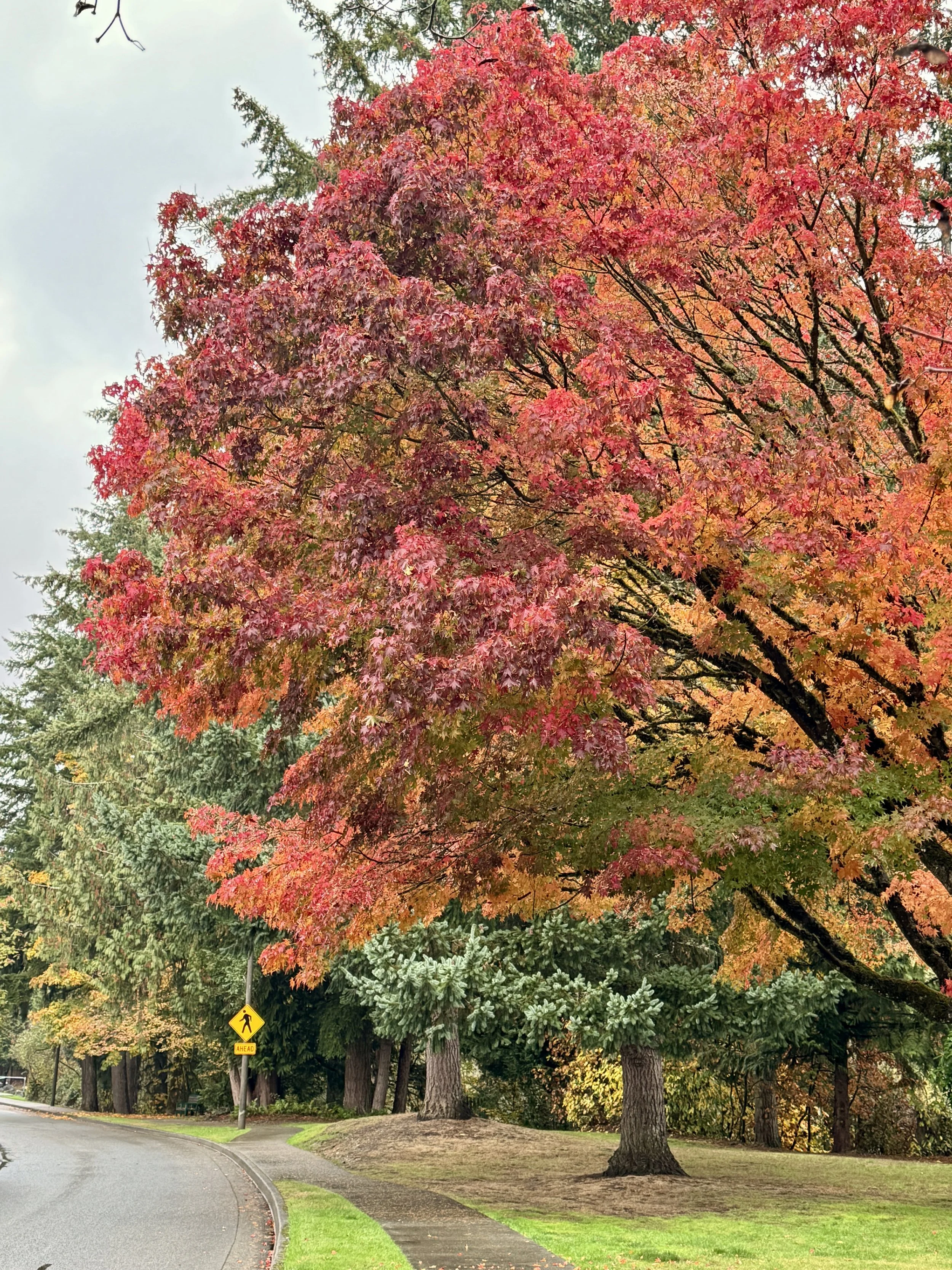 Vibrant red and pink fall foliage along a quiet residential street