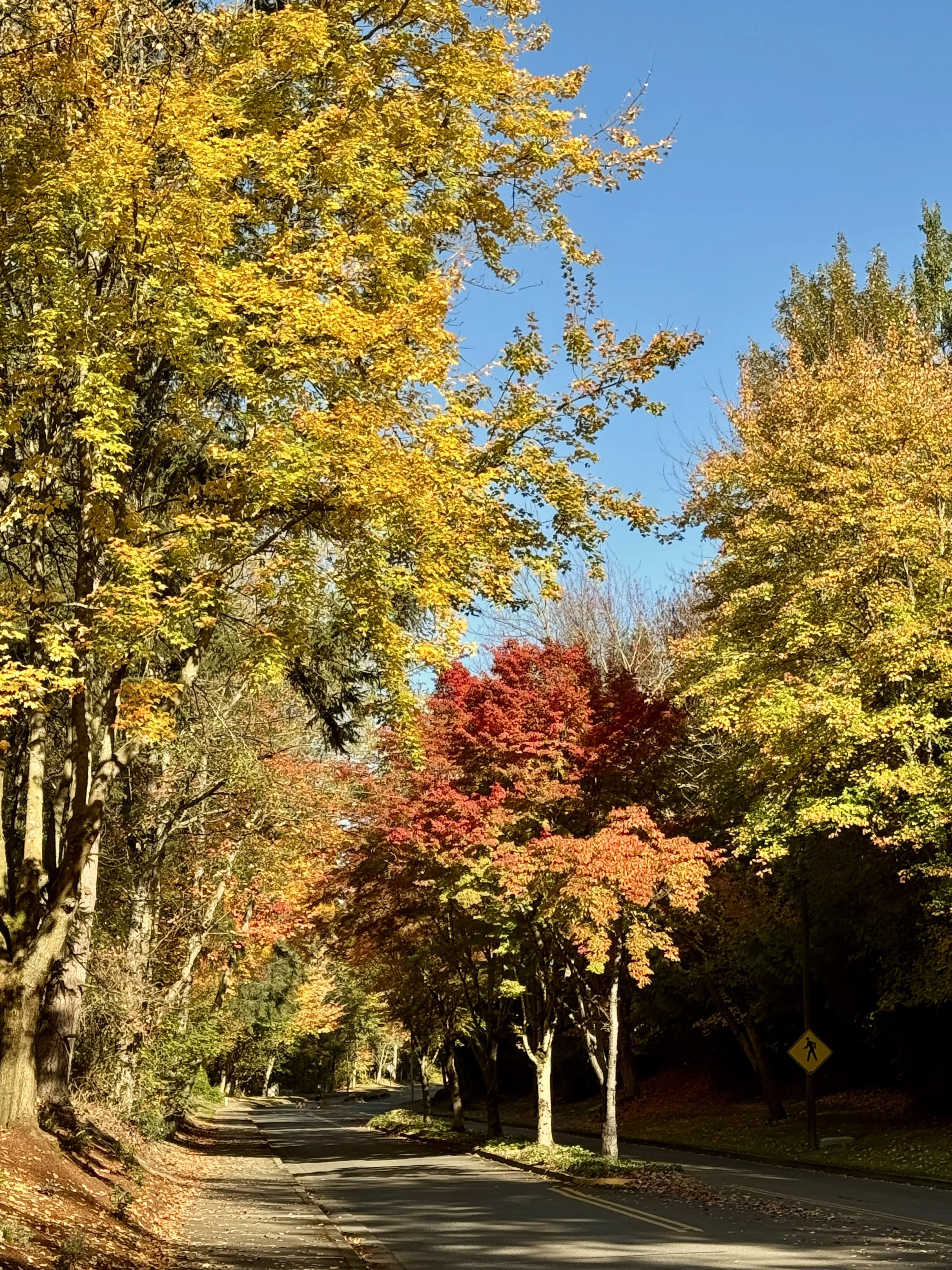 Tree-lined street with golden yellow and red autumn foliage