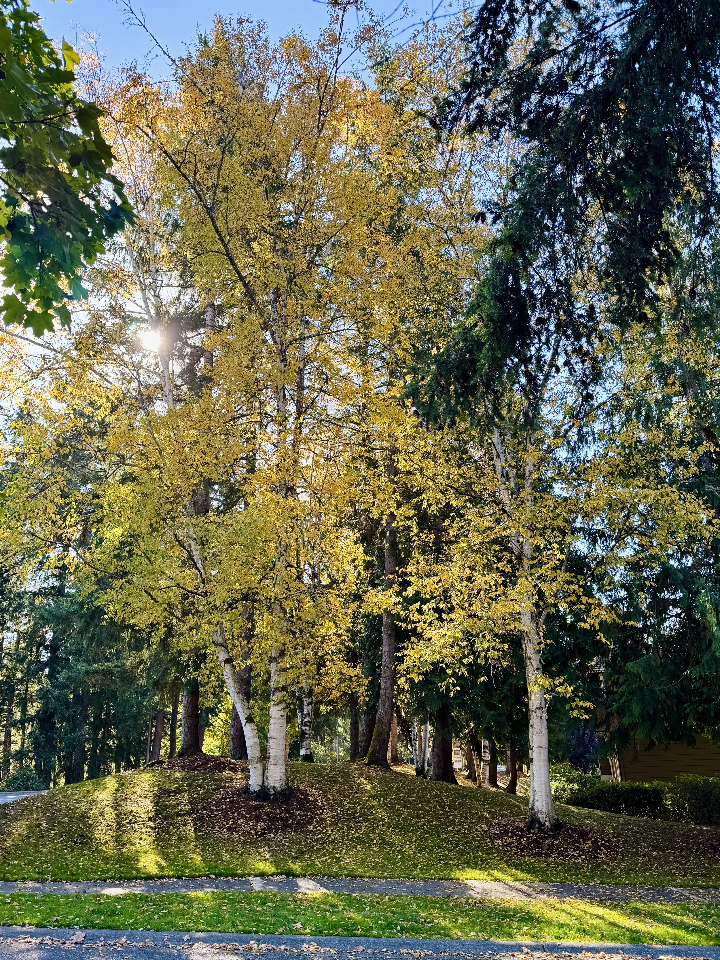 Golden yellow autumn trees with sunlight filtering through the leaves