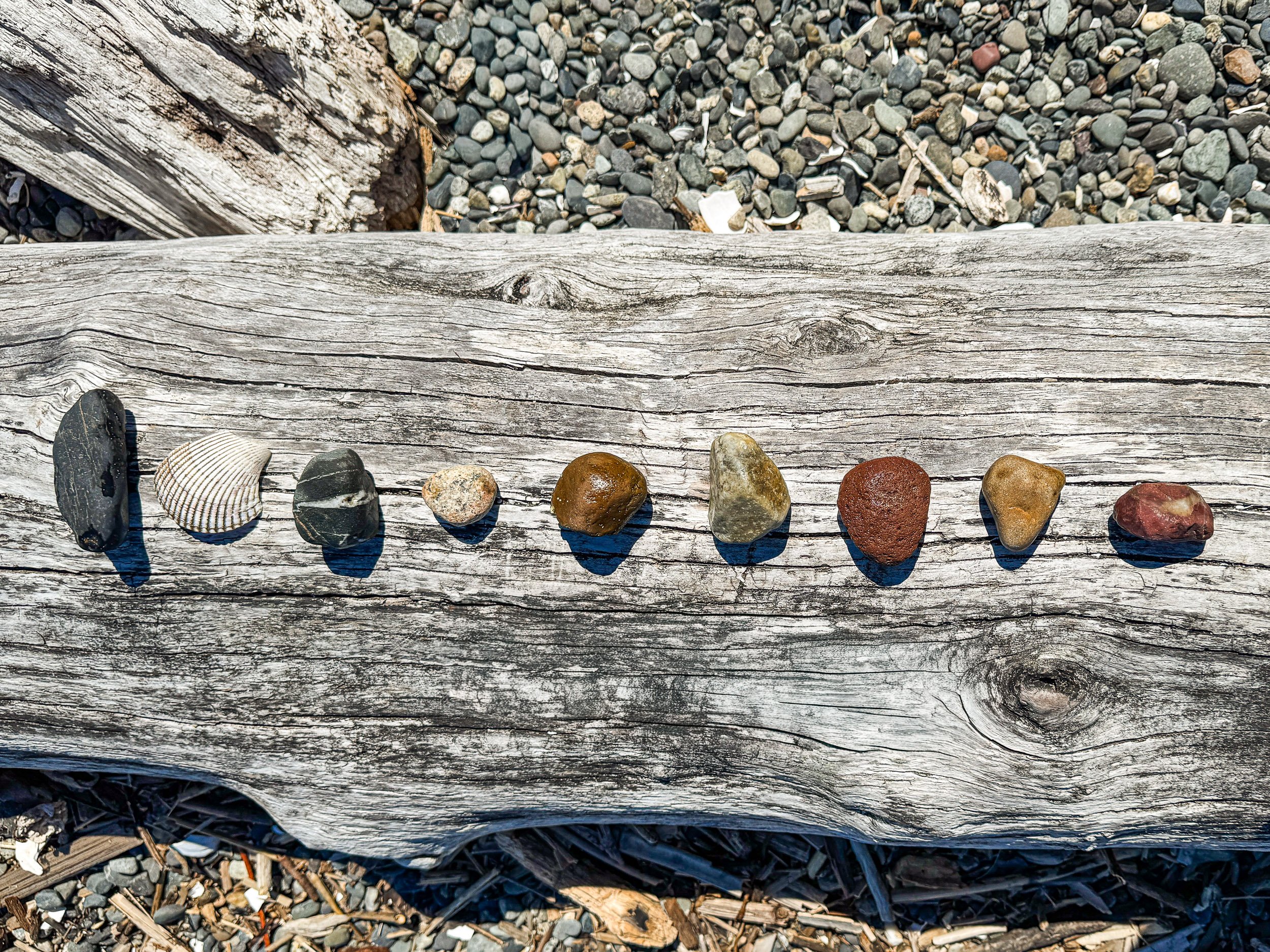 Edgewater Beach Treasures-3.jpg