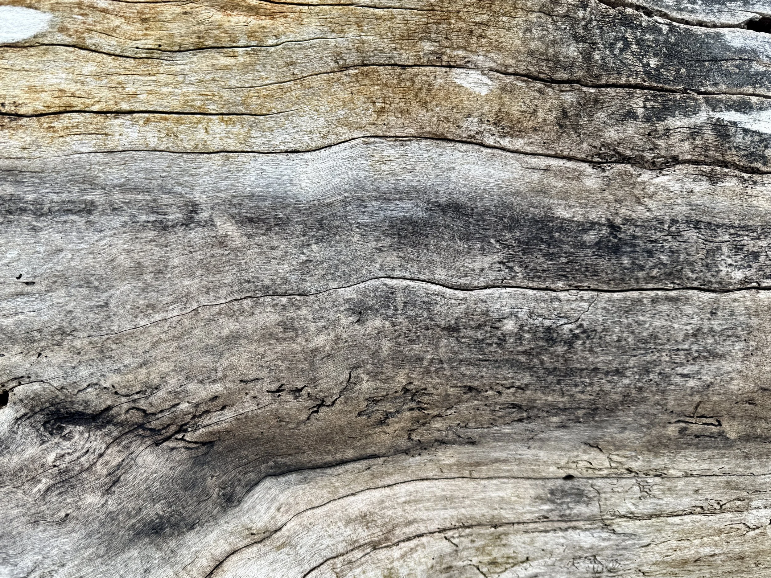 The lines, color palette, and weathering of Pacific Northwest driftwood.