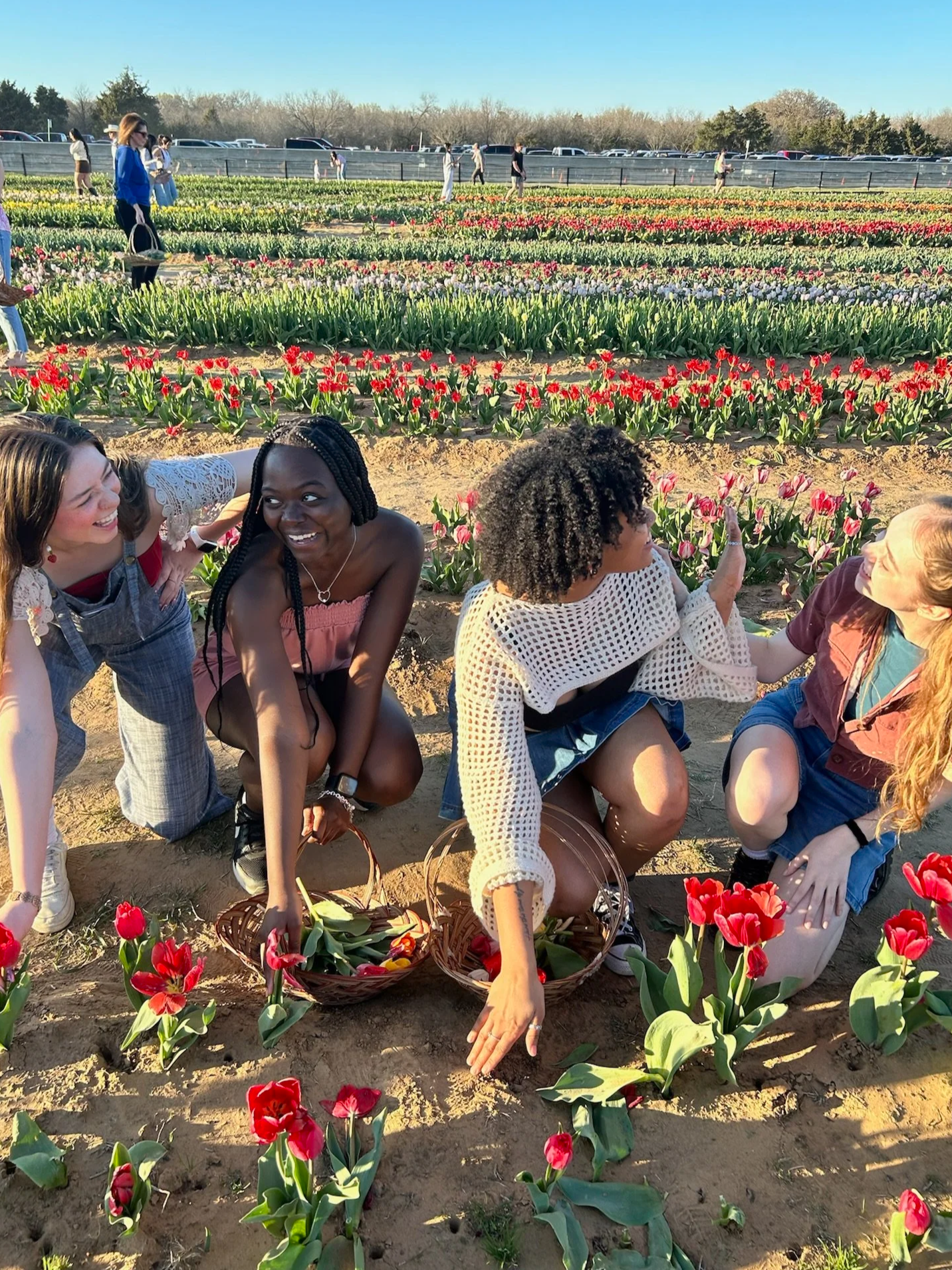March 2025: Picking flowers at the tulip fields