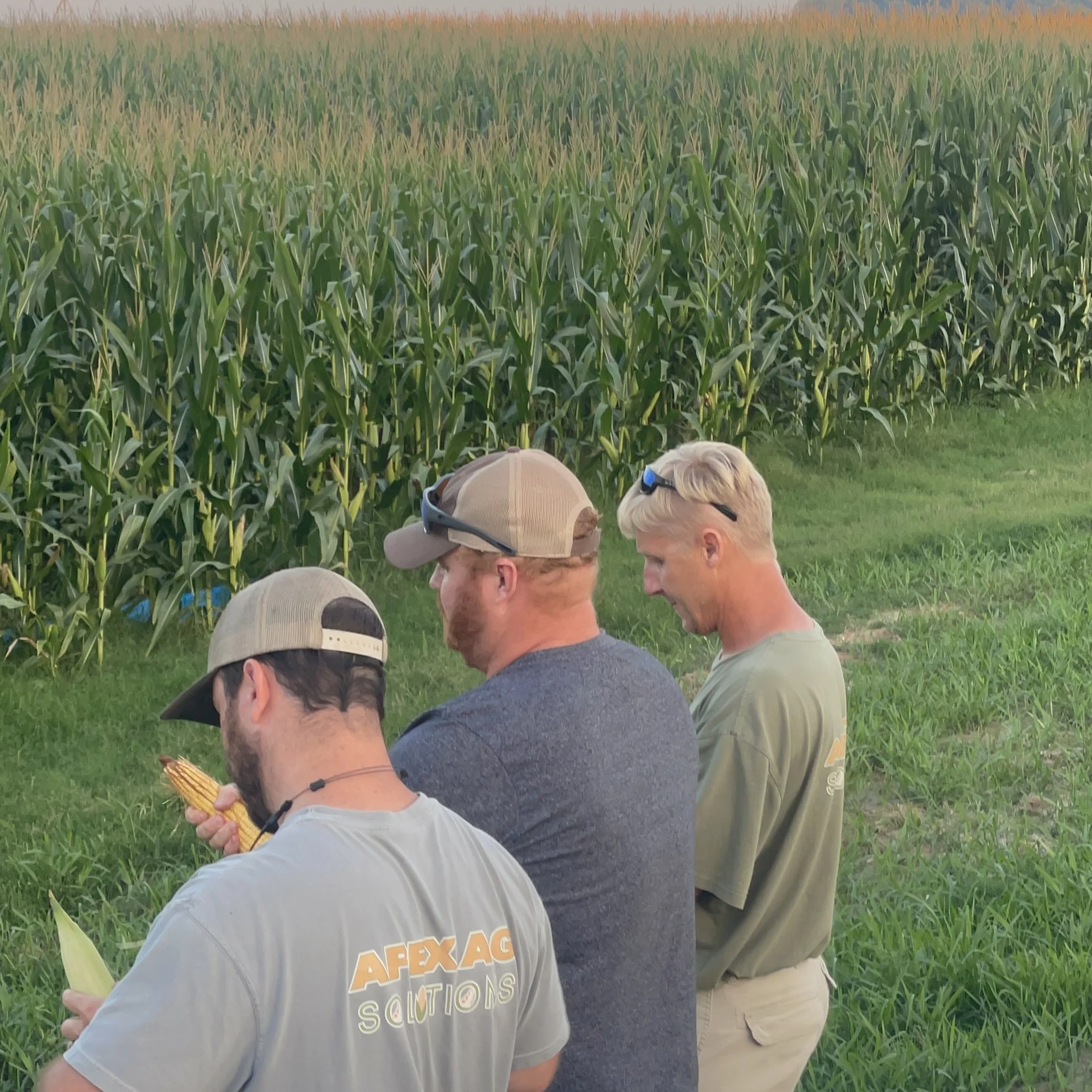 Three men sitting on grass near a cornfield, one eating corn, one talking, and one looking down.
