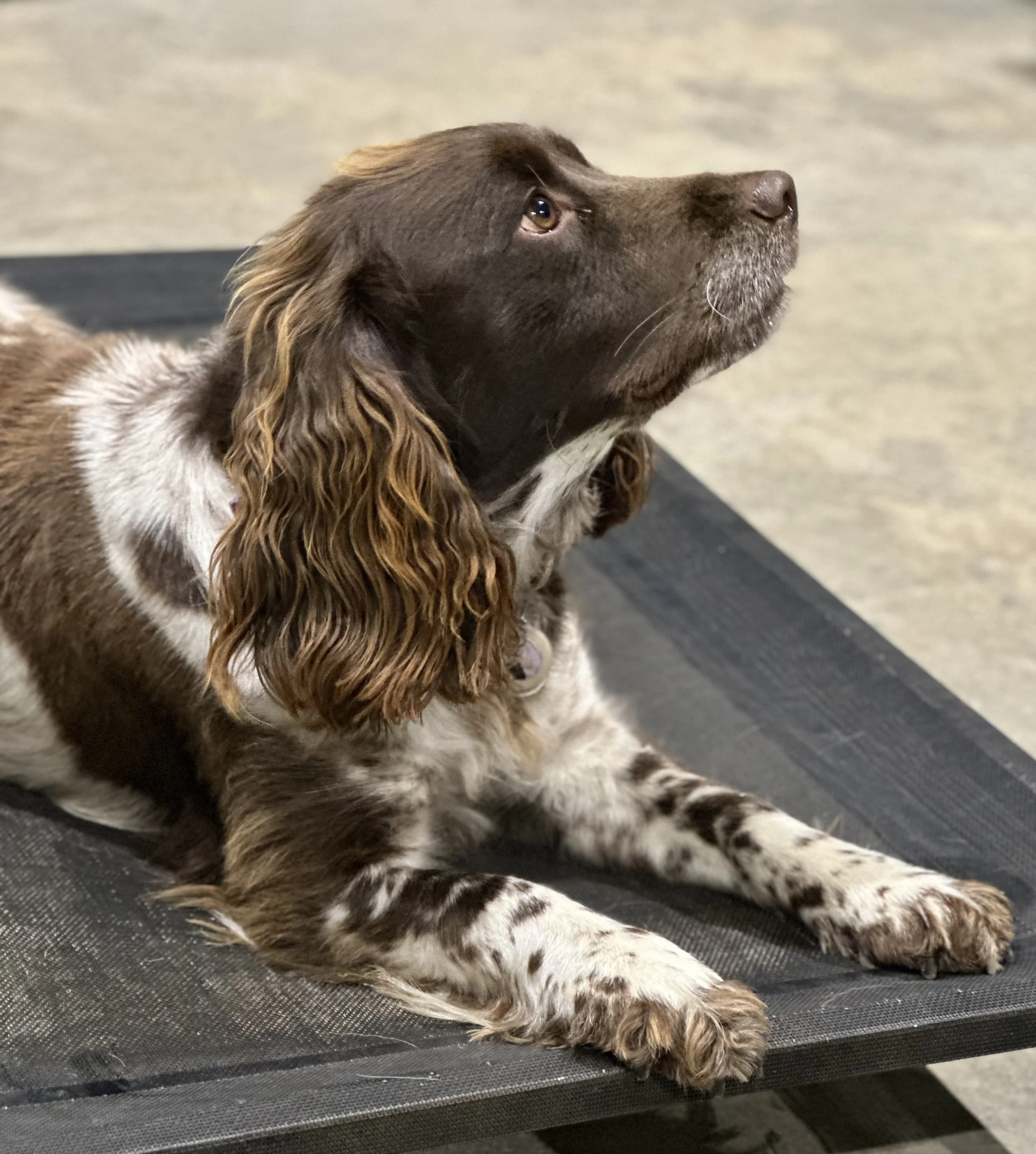 IMG_1154.jpeg