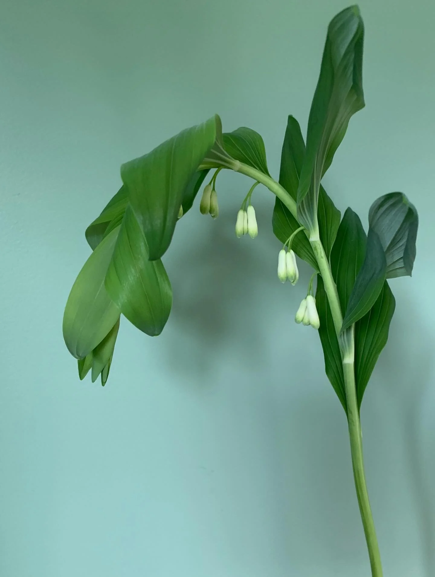 🤍 SOLOMONS SEAL 🤍

Lush leafy greens with dainty bell shaped flowers. Embarrassed to say when we moved into our current home I ripped HEAPS of this out of the garden before I knew what it was 🤦🏻&zwj;♀️