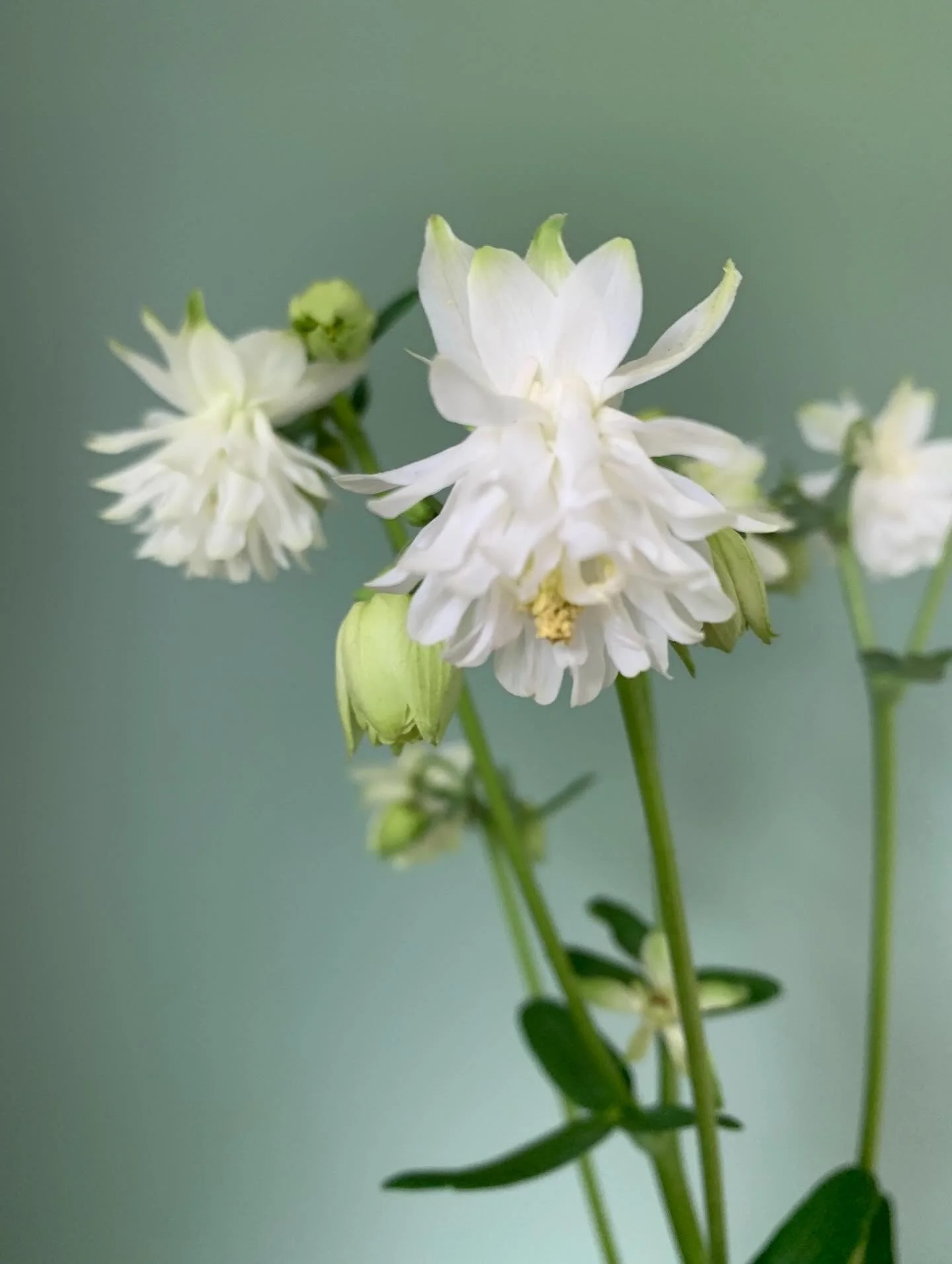 🍋&zwj;🟩AQUILEGIA BARLOW - LIME SORBET 🍋&zwj;🟩