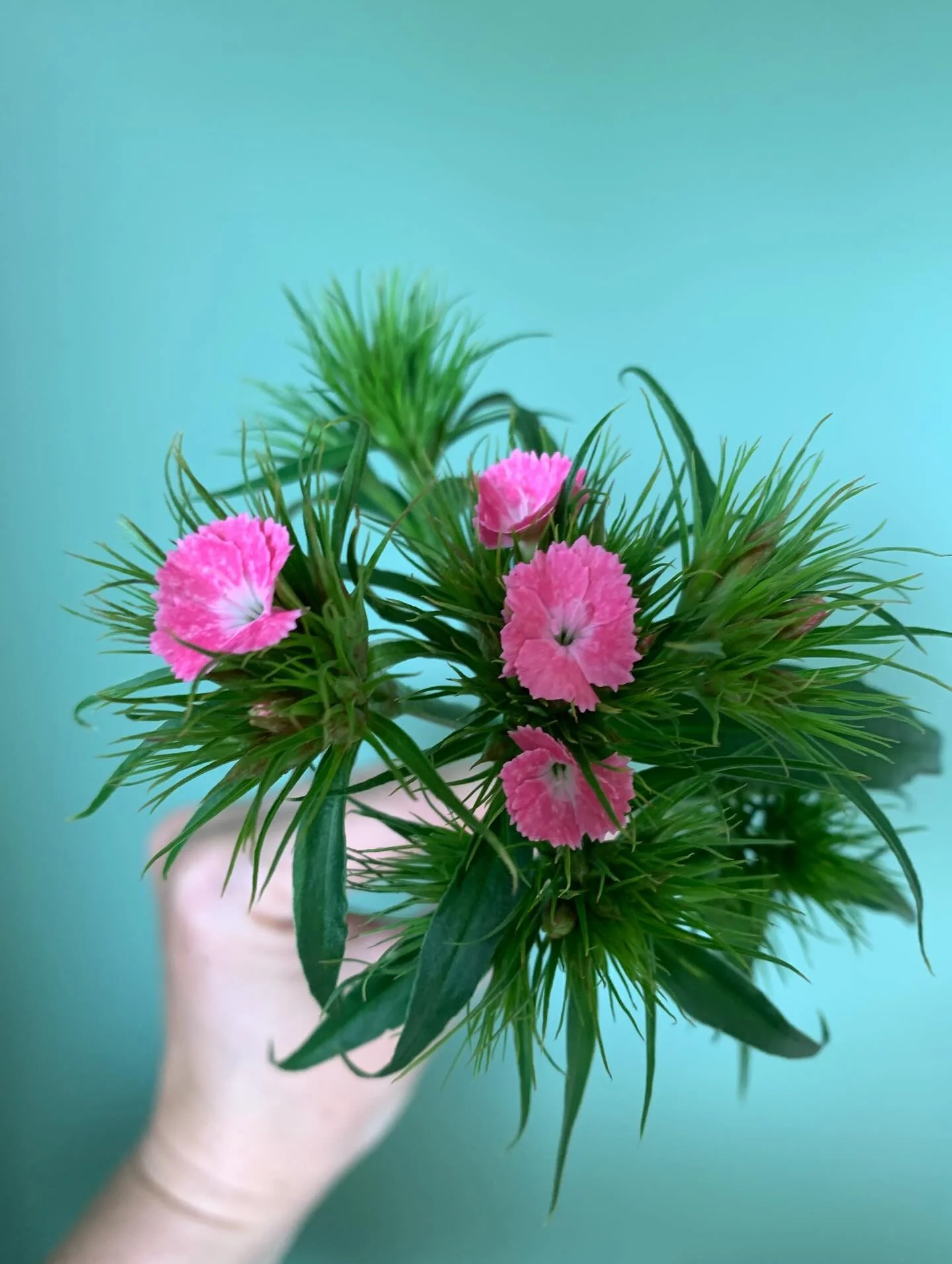 🩷 DIANTHUS - SWEET PINK 🩷

Sweet smelling with a looooong vase life. You&rsquo;ll be sick of her before she&rsquo;s sick of you.