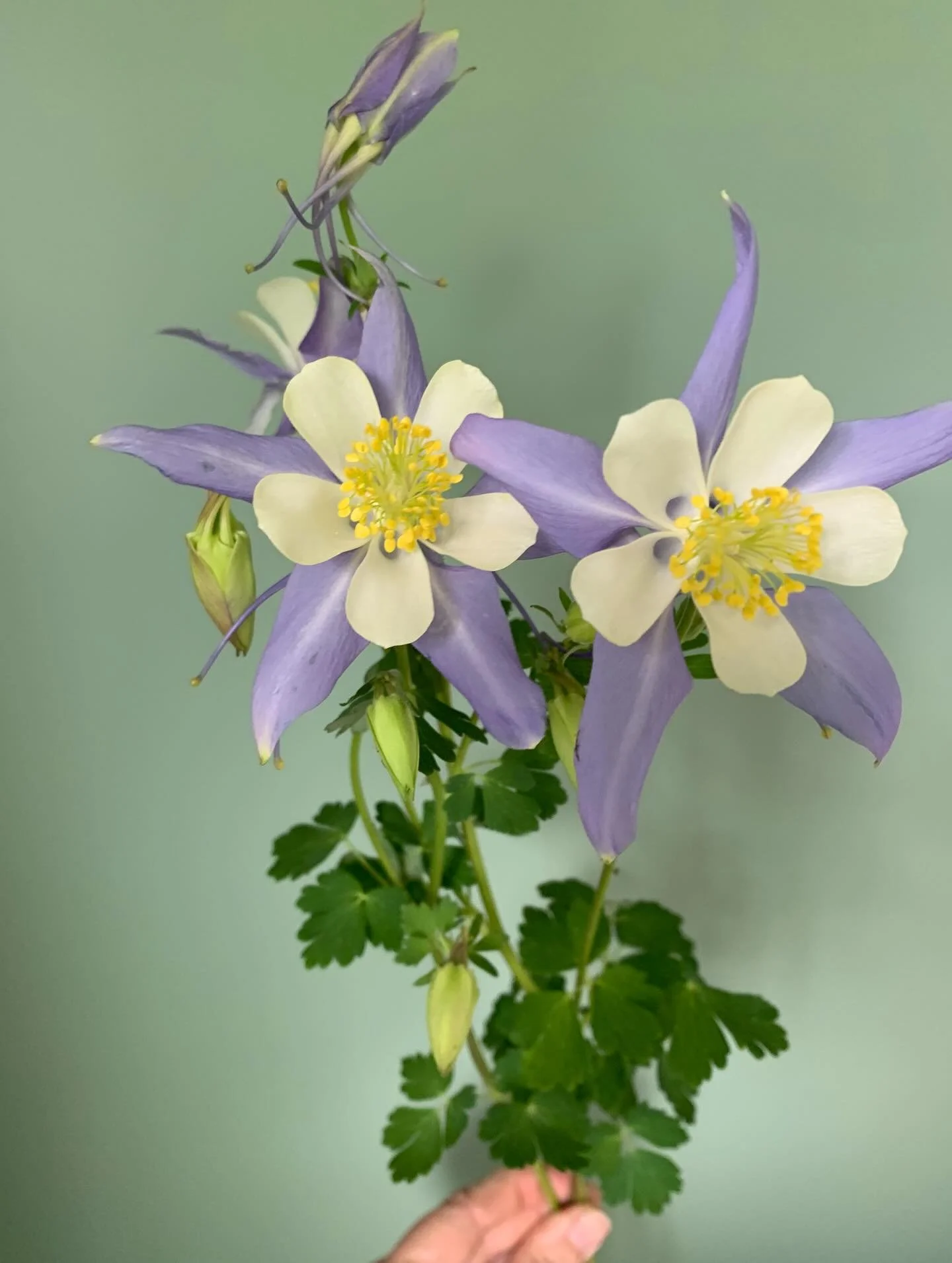 ⭐️ AQUILEGIA - BLUE STAR ⭐️