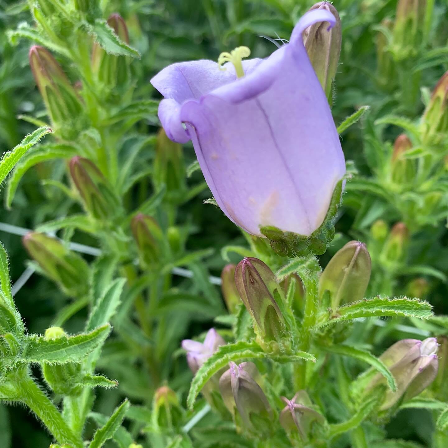 The first campanula popped open today 🥳. Heaps of these to come in the next couple of weeks starting with purple and pink and followed by white 💜🩷🤍. One of my absolute faves that I find myself waiting for each season.