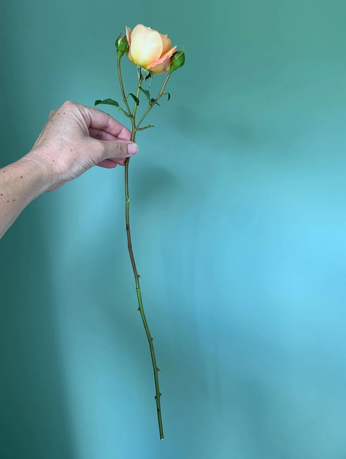 There&rsquo;s a storm a comin&rsquo; ⛈️ and the warning mentions hail! 😬😬😬, so I&rsquo;ve been out and cut the roses in case they get smashed. I must be getting better at pruning coz this Lady of Shallot had a lovely long stem 🧡