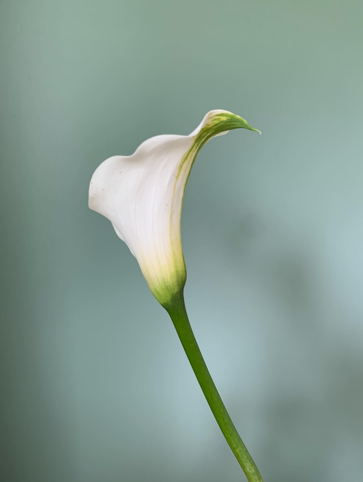 First year growing Calla&rsquo;s and I think I understand the hype now. They&rsquo;re so elegant! Check out the second pic for the most painterly swipe of lush green 🤍💚
