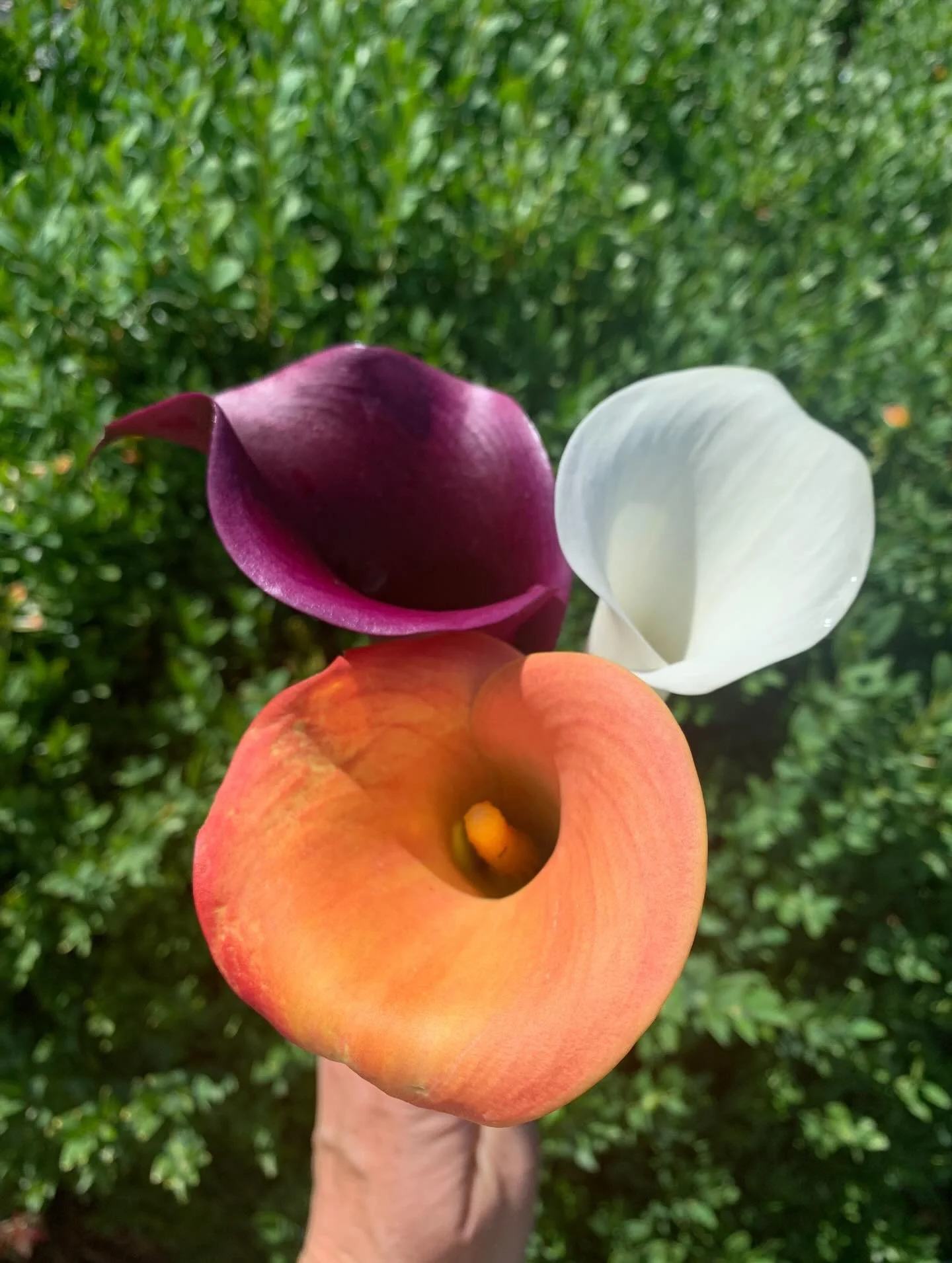 Callas are loving this weather! ☀️