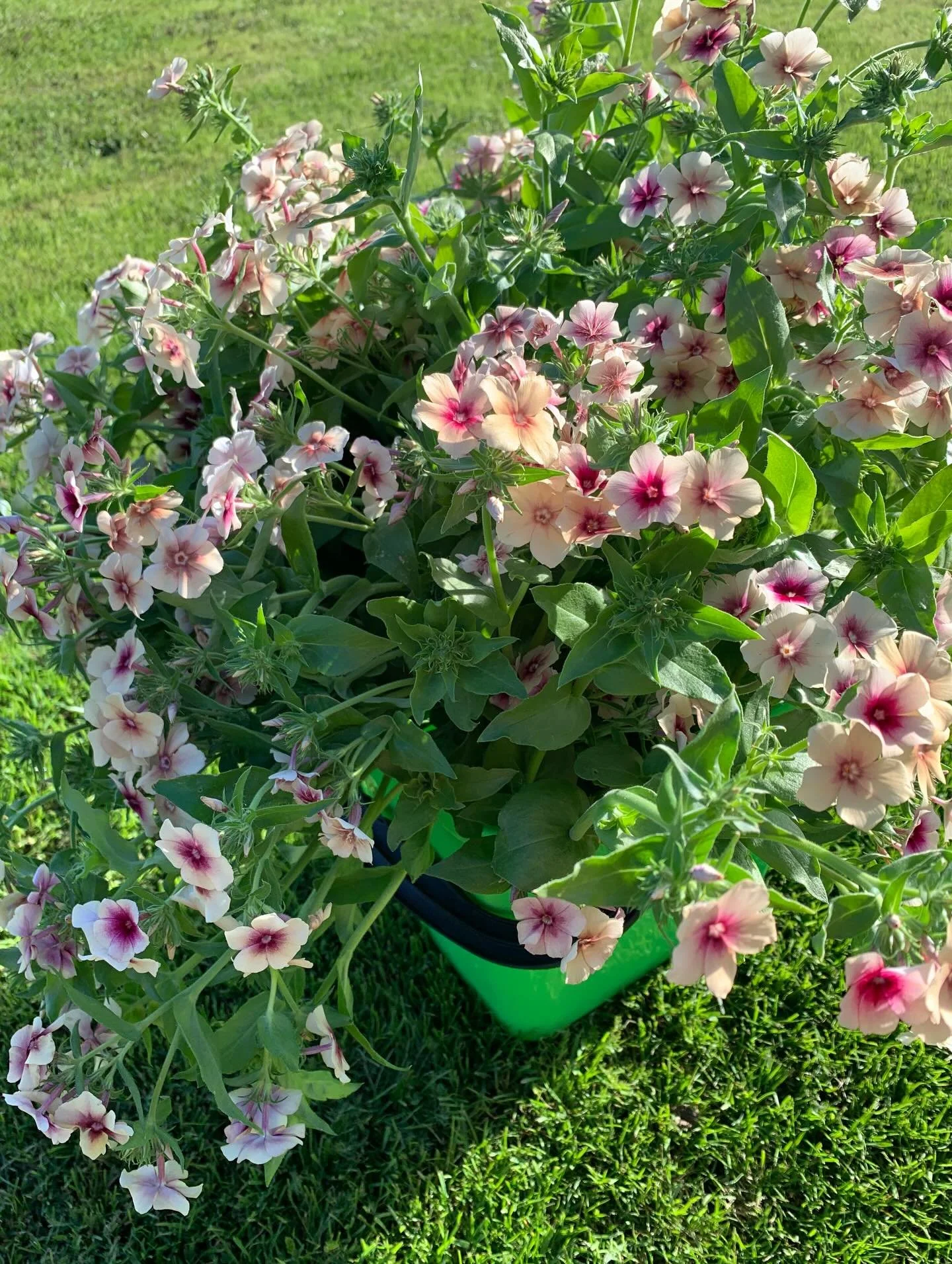 Beautiful bucket of Phlox ✨