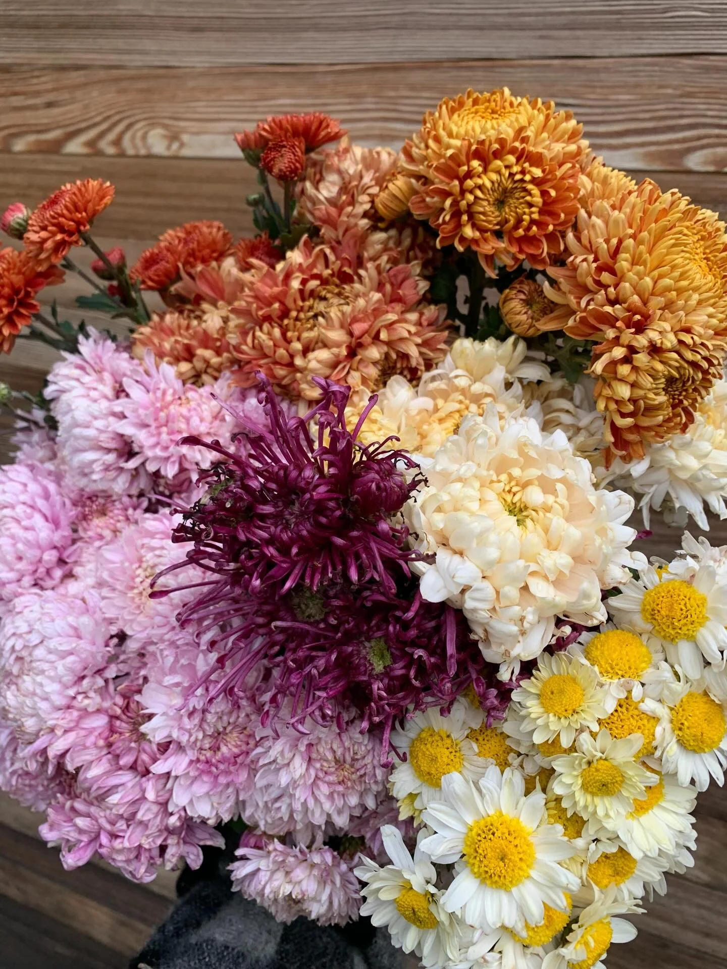 Ok so, the key to great Chrysanthemums is total neglect then??! 

Best I&rsquo;ve grown. Basically forgot them. No watering. No feeds. None of the usual fungal or mildew probs 🤯