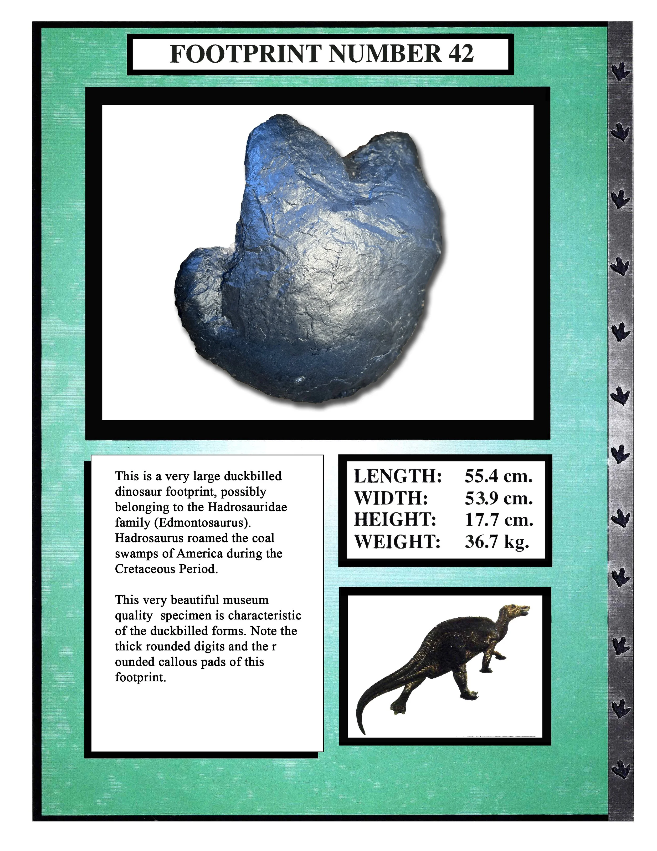 Edmontosaurus #42
