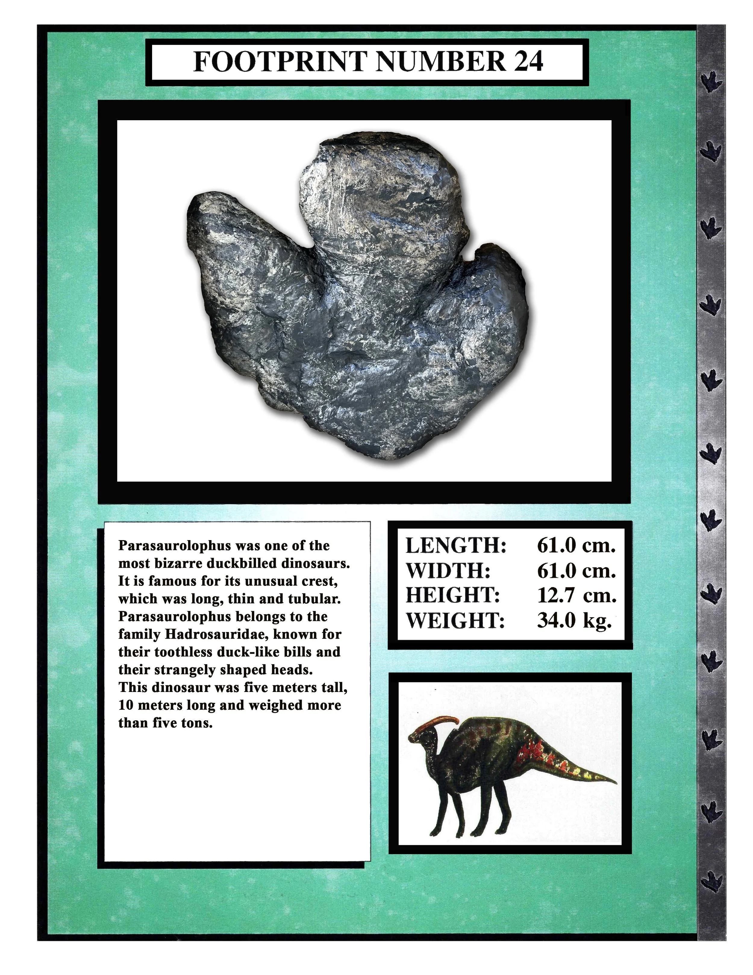 Parasaurolophus #24