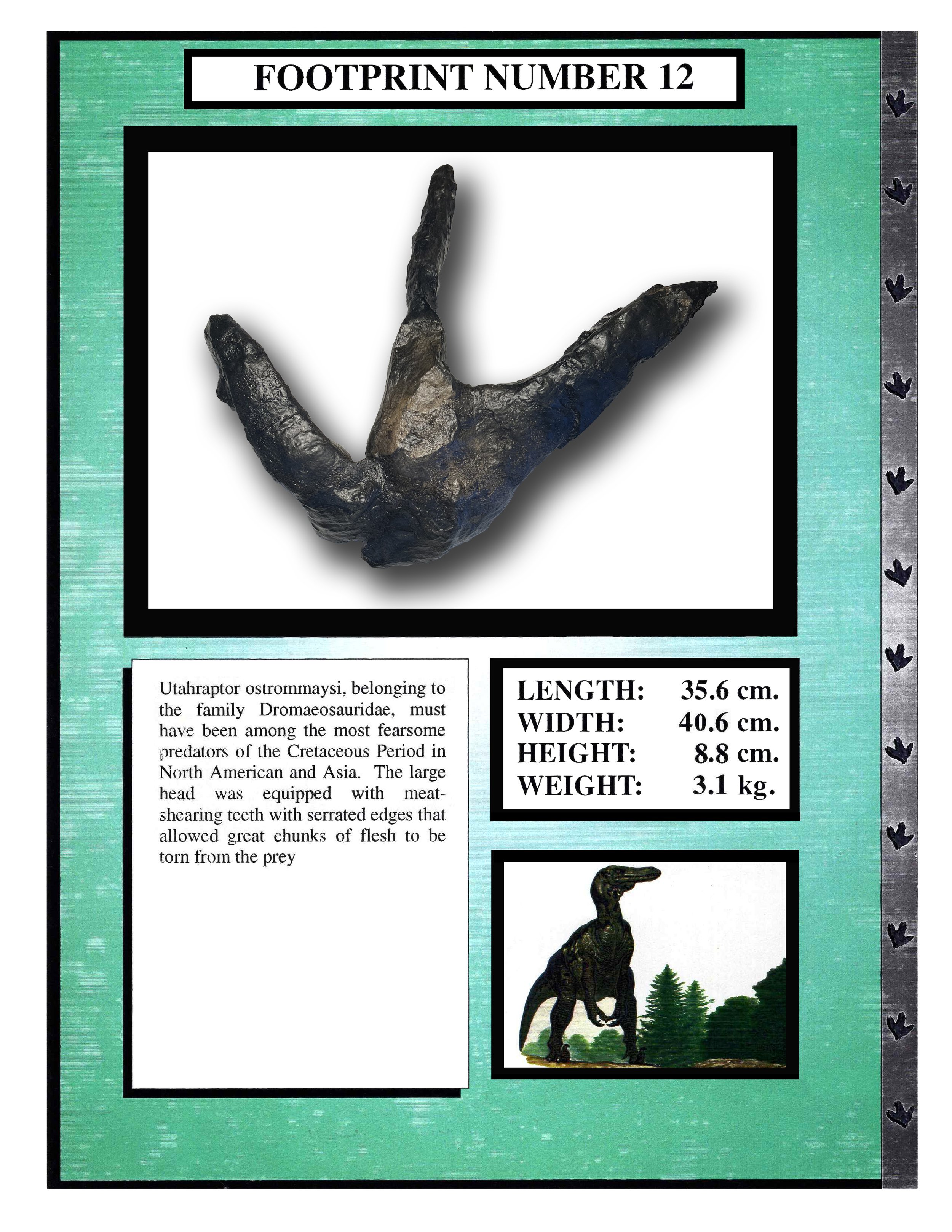 Utahraptor #12