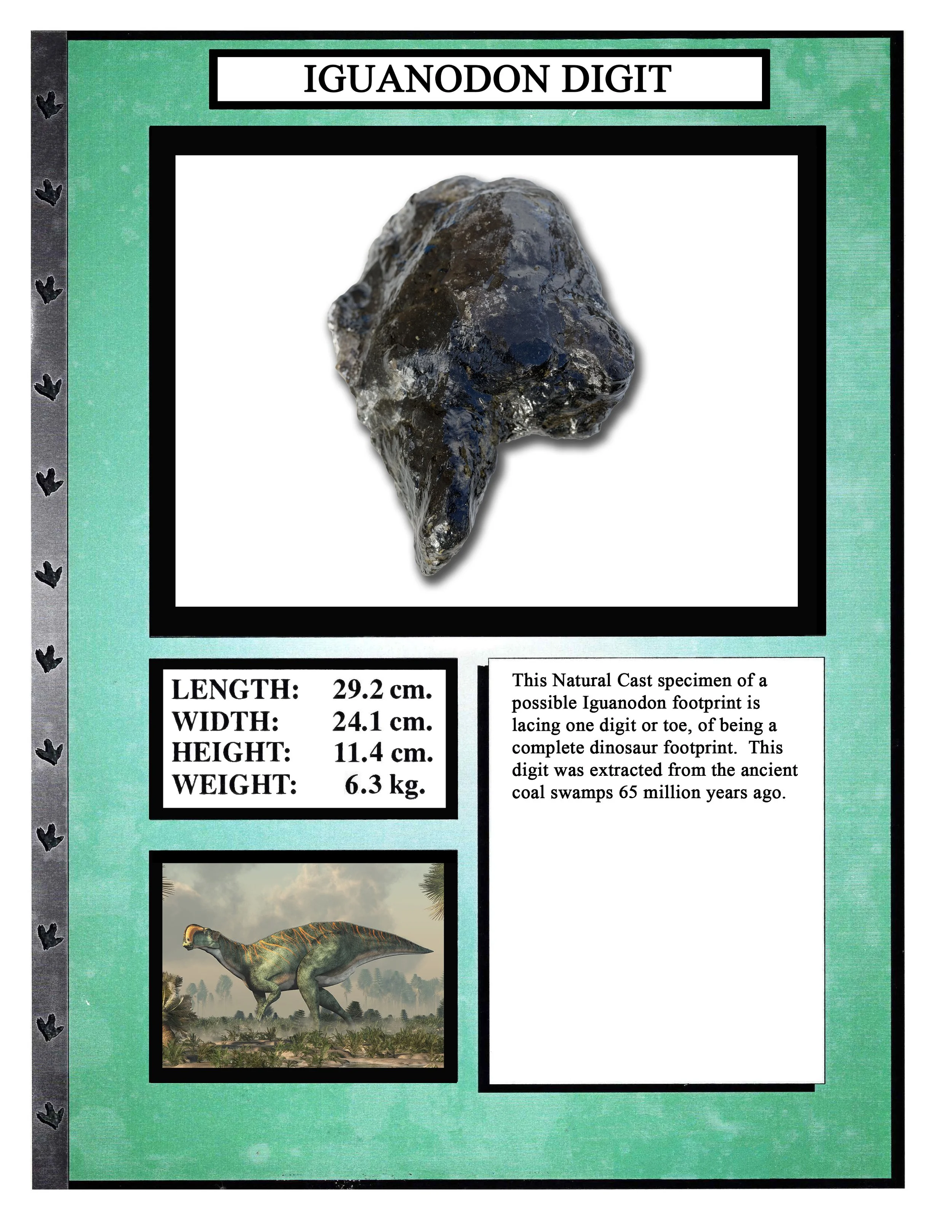 Corythasaurus Digit