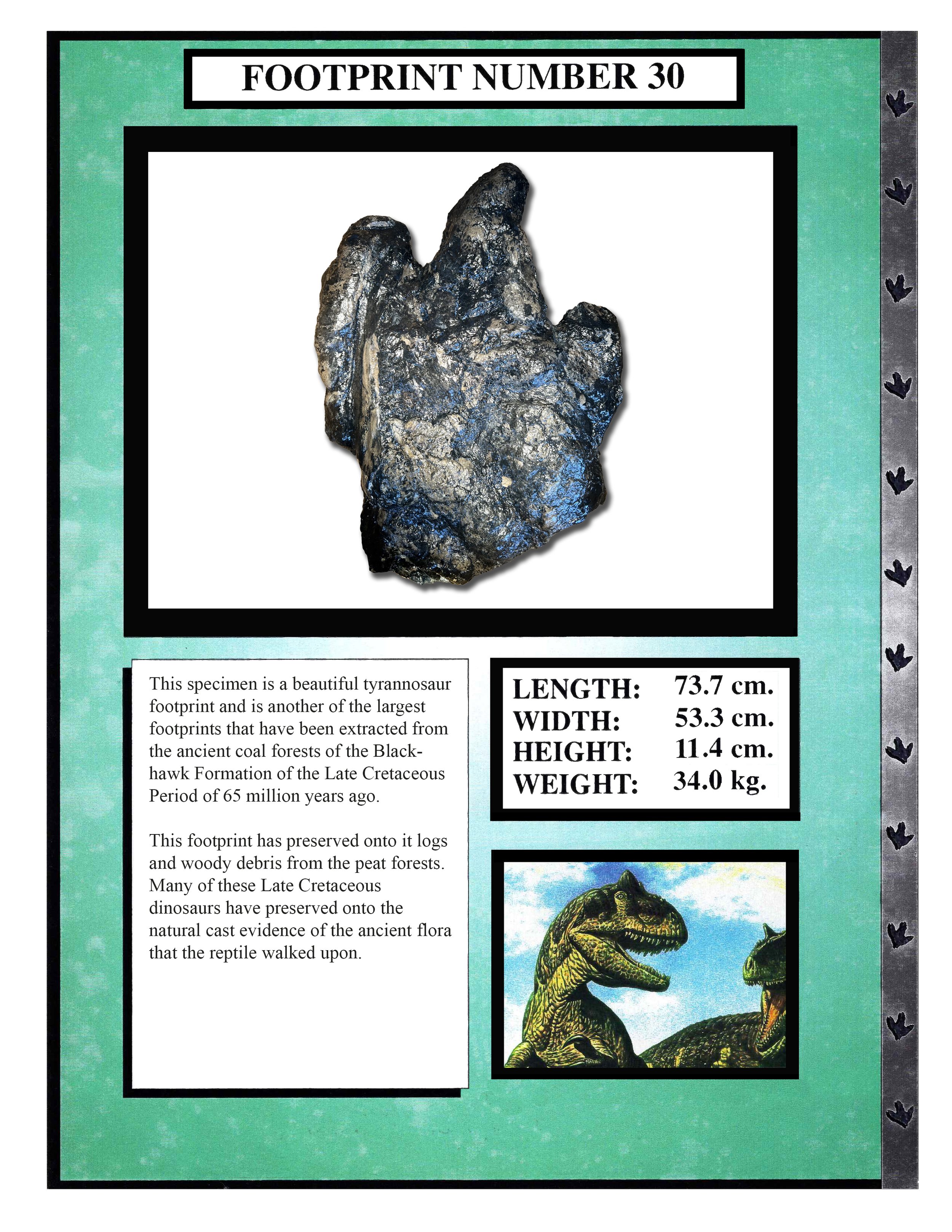 Tyrannosaurus #30
