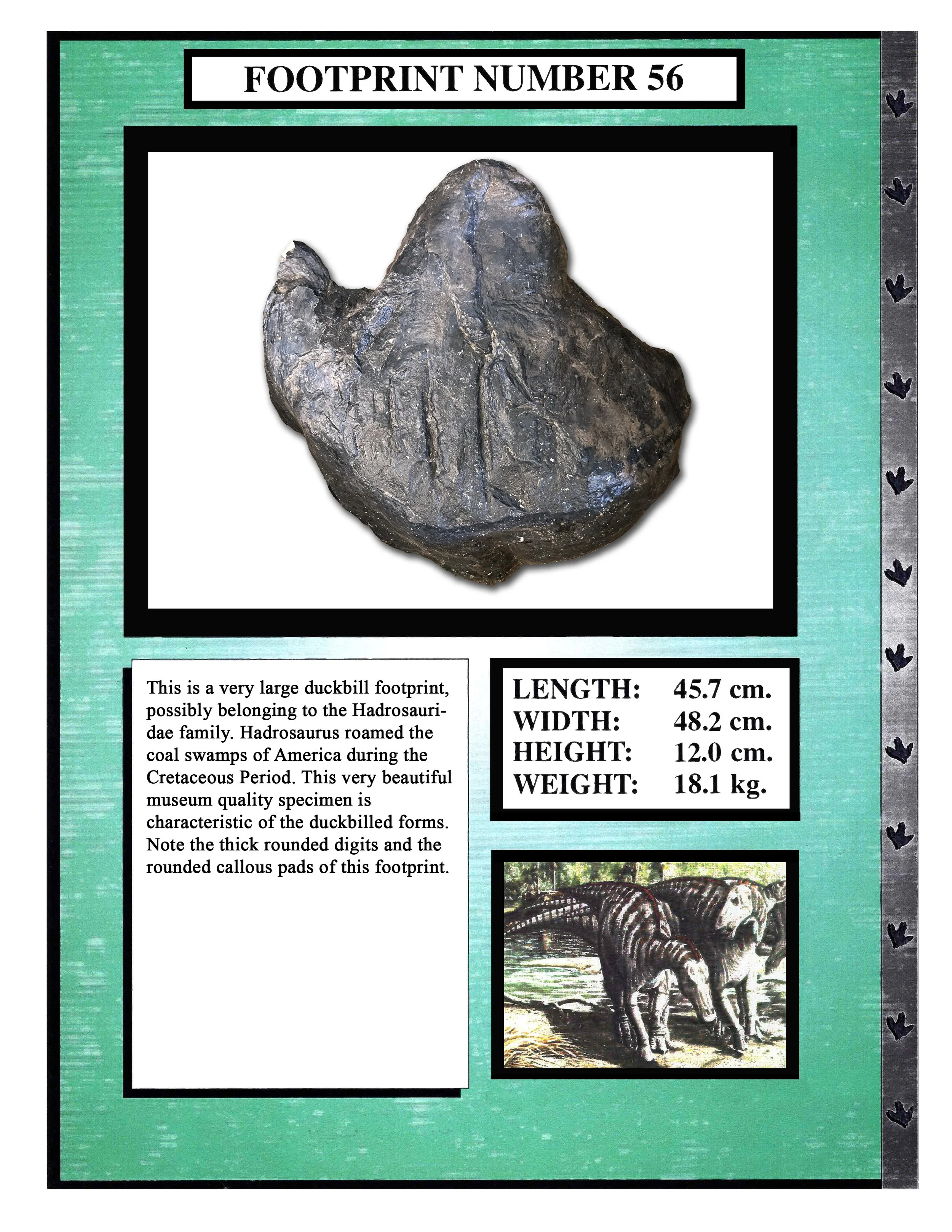 Hadrosaurus #56
