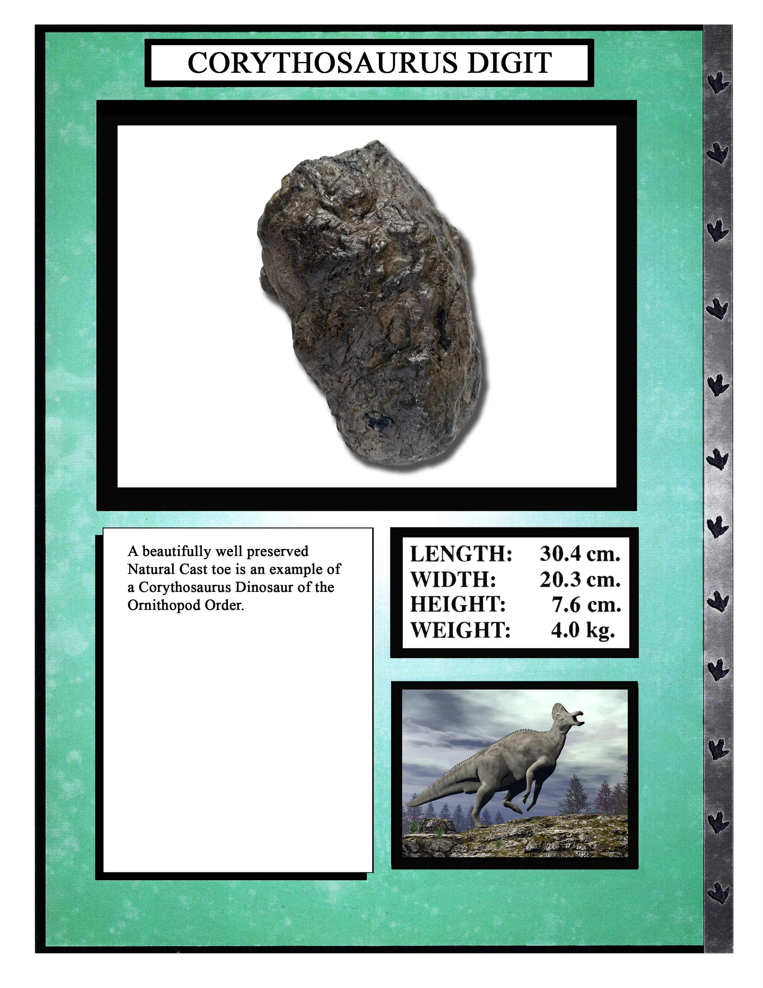 Corythasaurus Digit